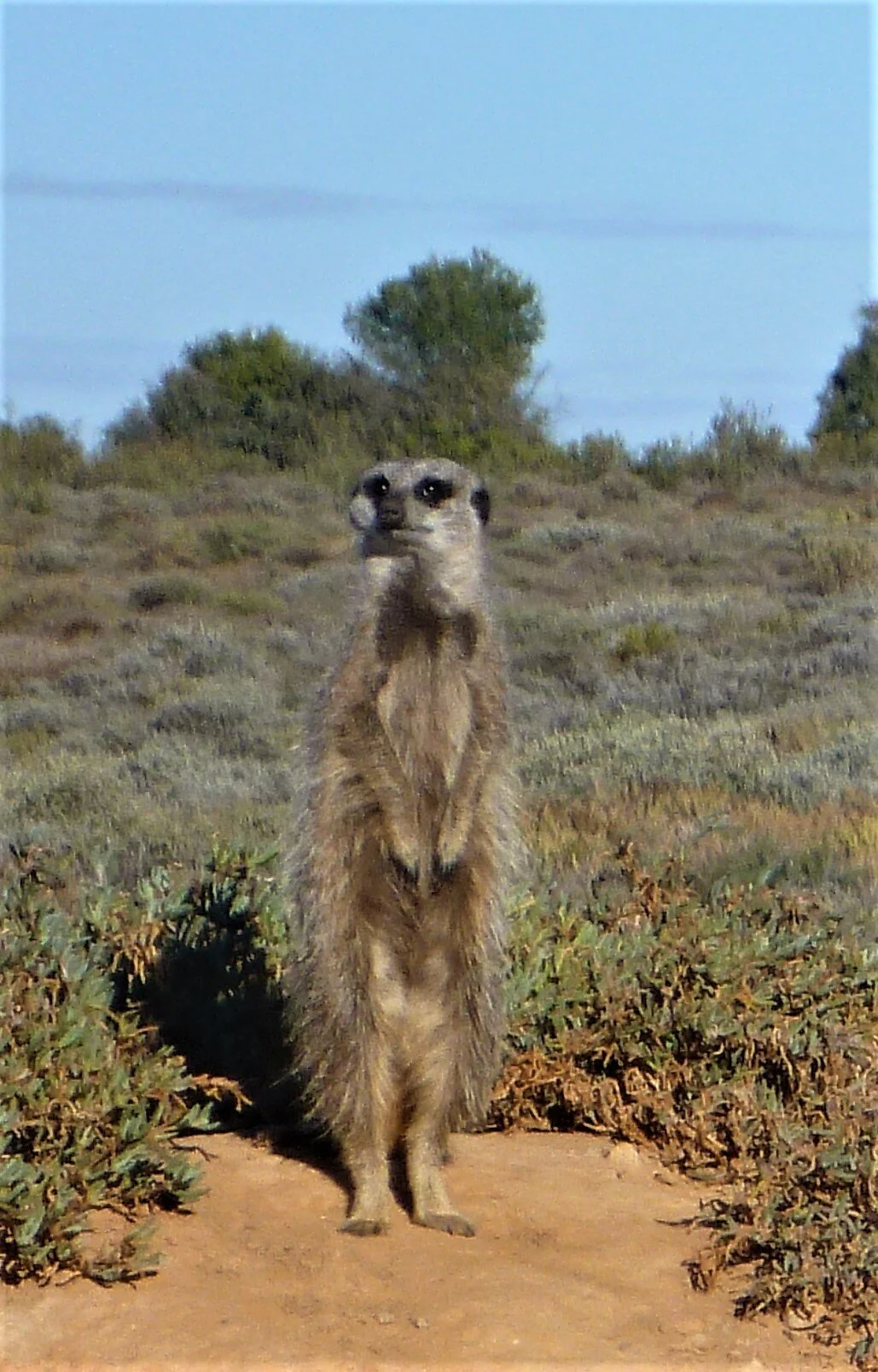 Meerkat, Oudtshoorn, South Africa