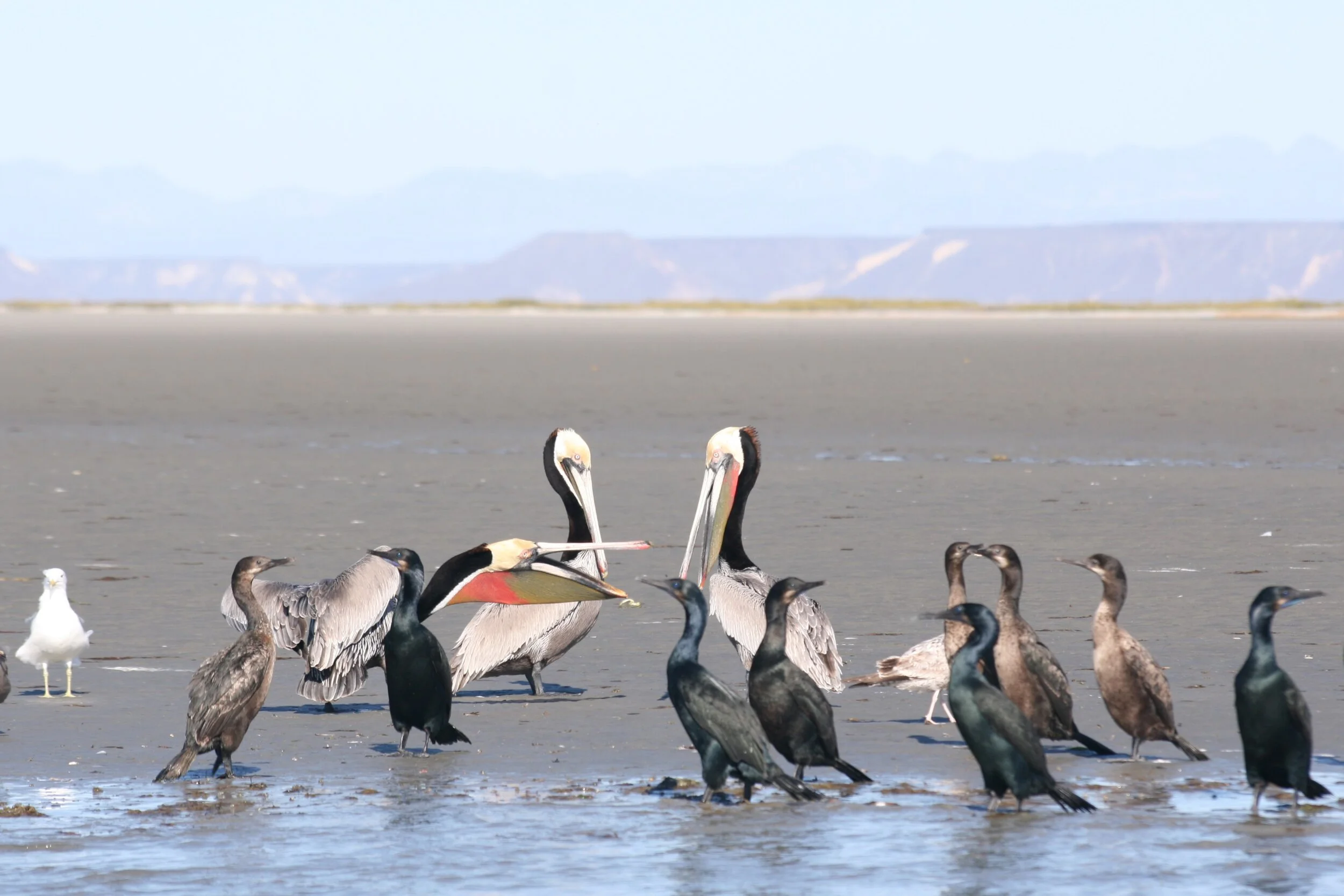 Baja and LA Mar 2013 (15).JPG