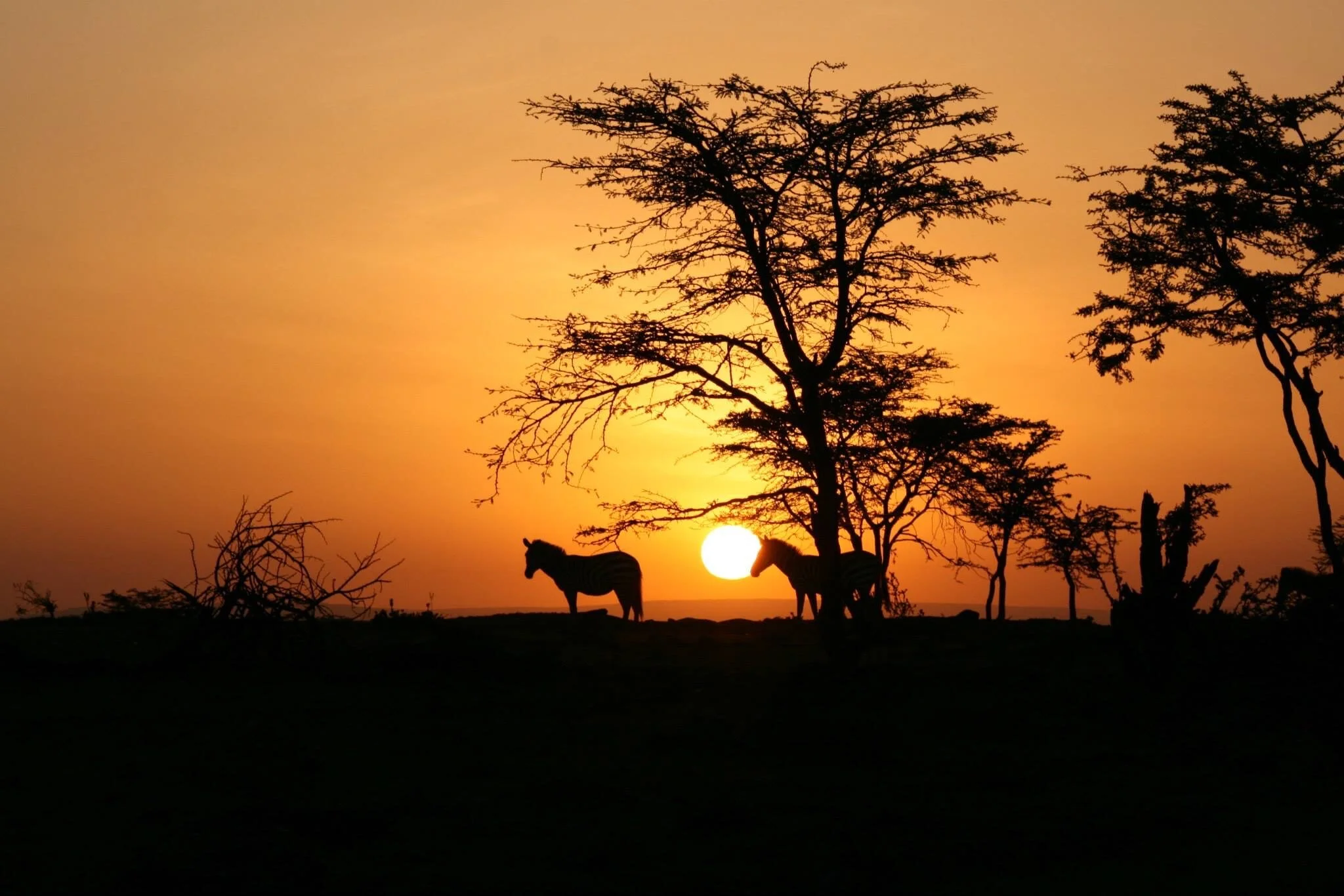 Zebras at sunset in The Serengeti, Kenya