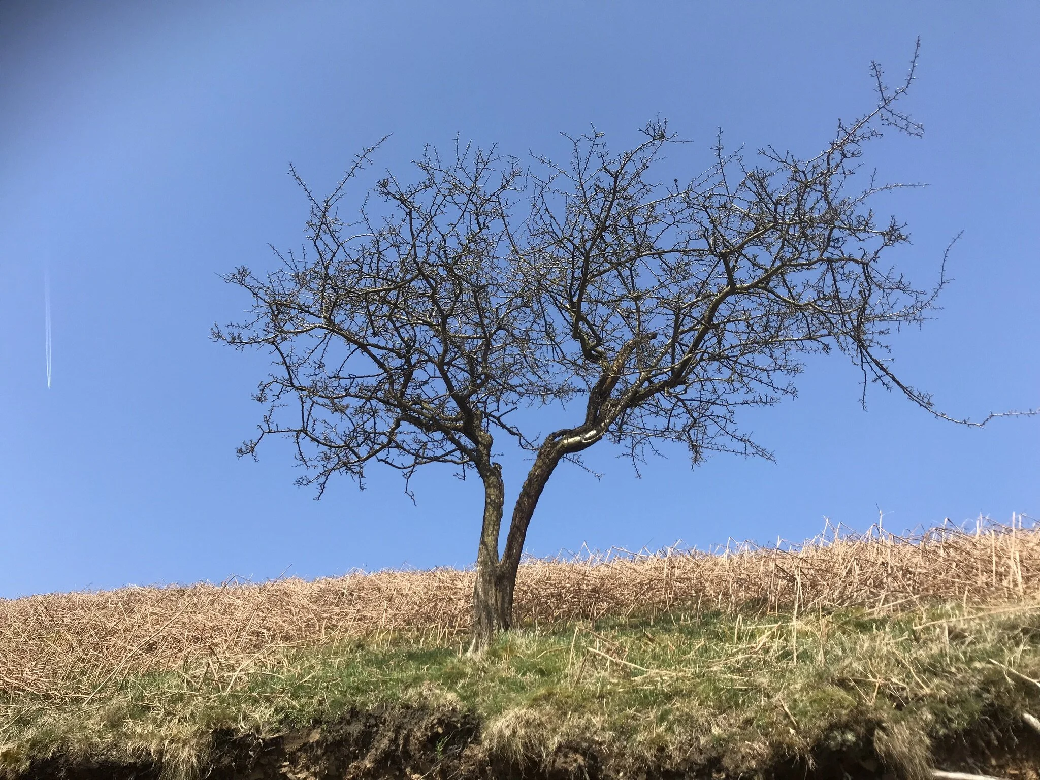 Haworth Mar 2018 (1).JPEG