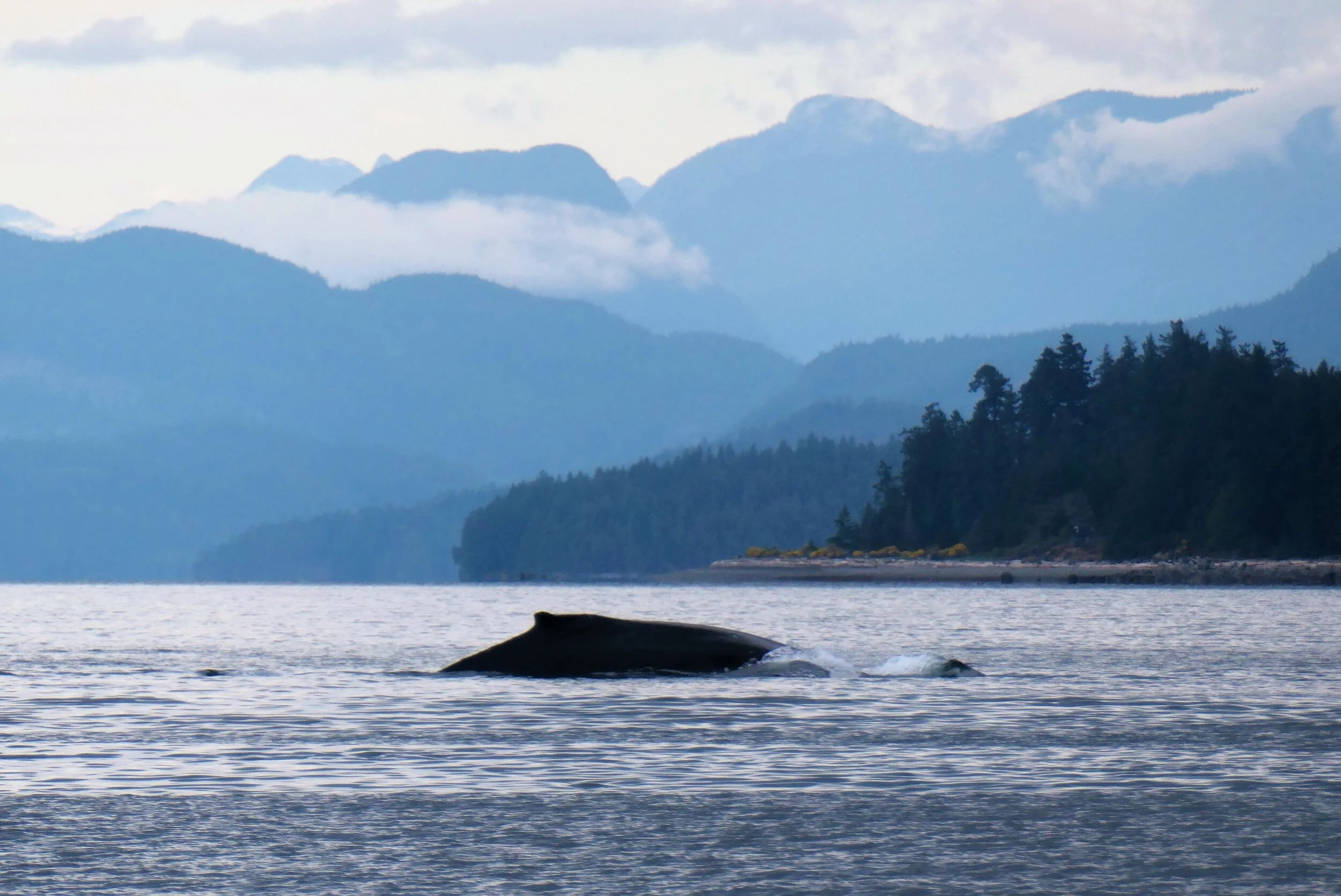 Humpback whale, Campbell River, Vancouver Island, Canada