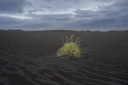 Plant in Volcanic soil_DSC6977.jpg