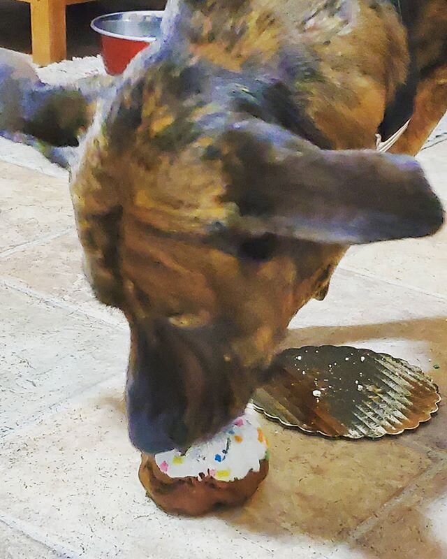 A doggy birthday. #dogsofinstagram  #dogbirthday #dogbirthdayparty #lent #photoaday #plymouthchurchmke #lentphotoaday @plymouthmke #march1 #celebrate