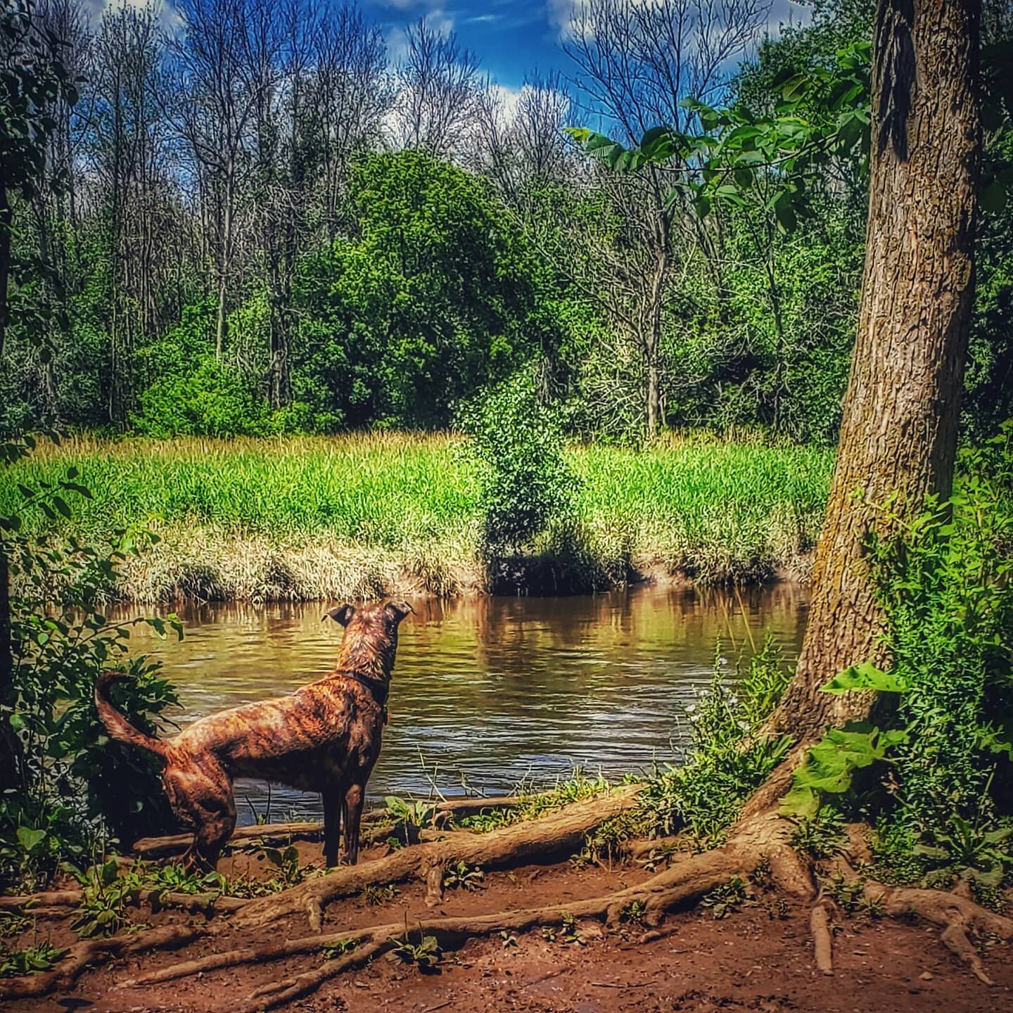 Pup has loved running and swimming in rivers and lakes this summer, so much so, she got a bit of bacteria in her ears. No more swimming this season. 
*
*
#dogsofinstagram #dogpark #riverdog #mkedogs #vetbills #doggo