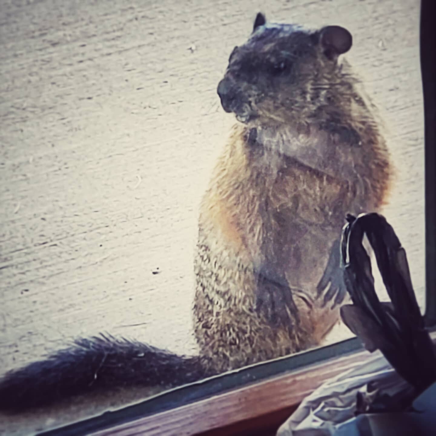 This guy visited me at work this week. I'm sure someone won't be happy to see him but I think he's cute. #unitedchurchofchrist #woodchuck #groundhog