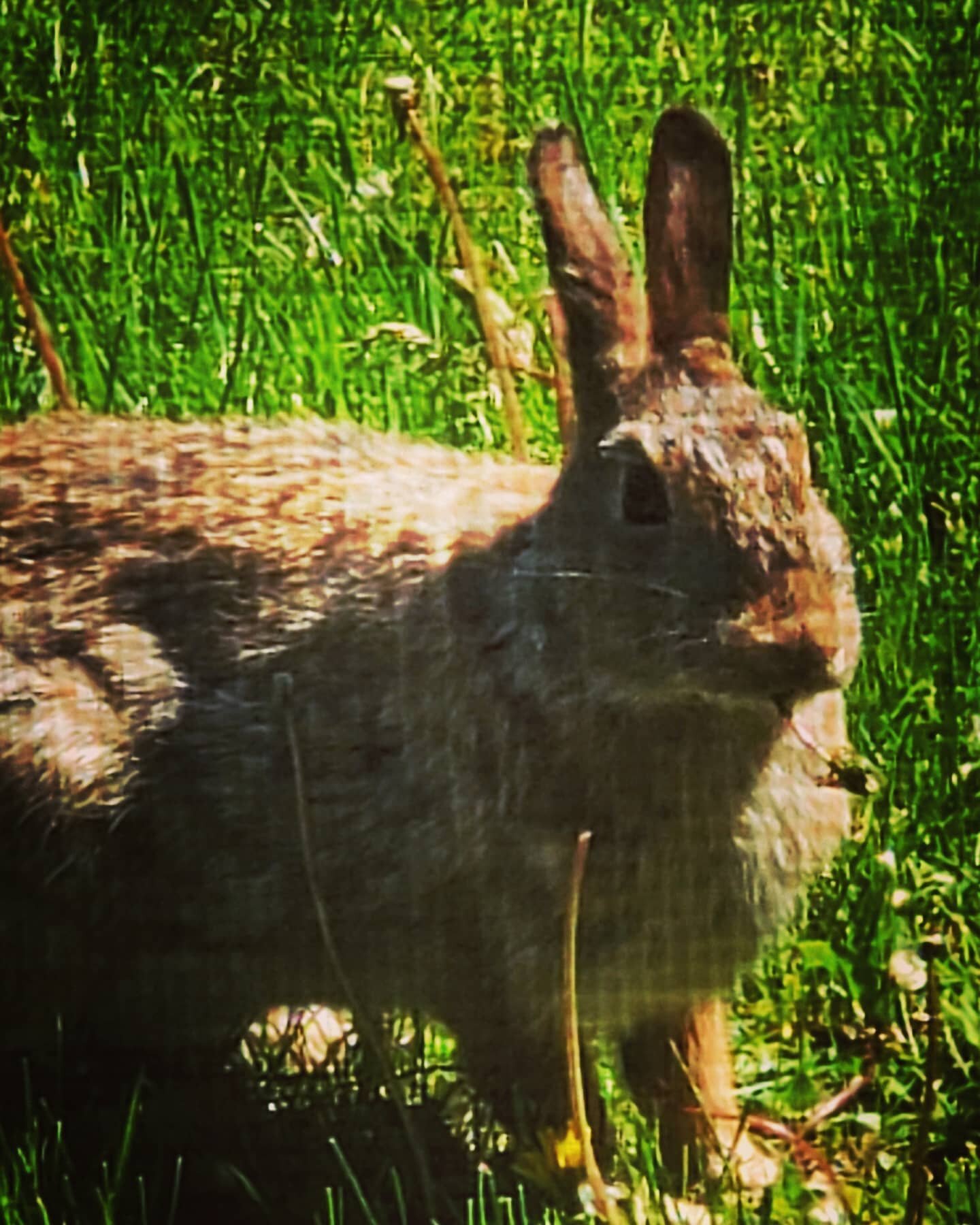 This new friend eats dandelions outside my window. I've named it Nebi-hare-nezer. What's your best rabbit, Bible, or rabbit Bible pun. #nametherabbit #biblicalpuns #rabbit #rabbitsofinstagram #wildlife #churchrabbits