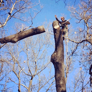 image1-3.gif