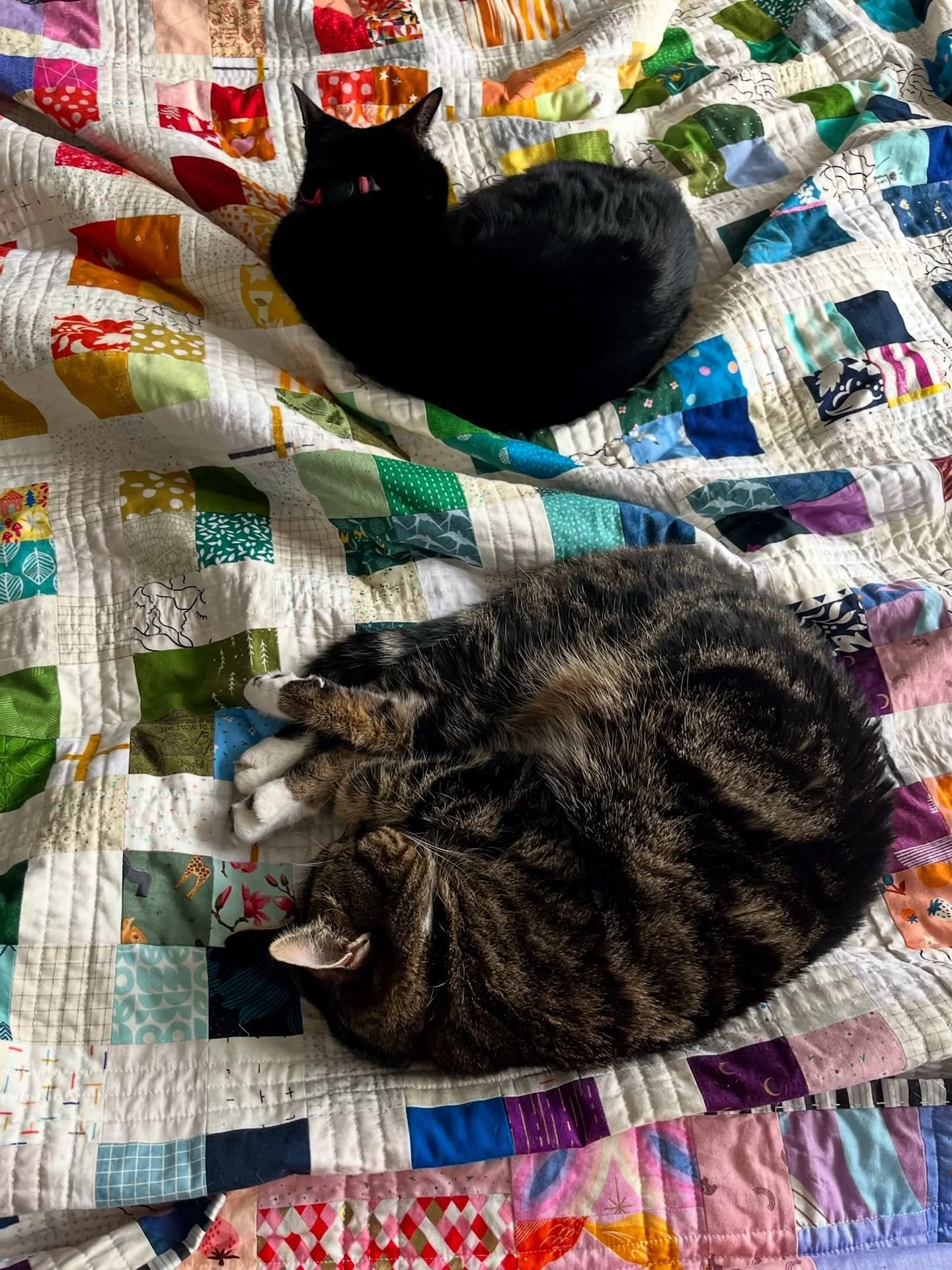 Mondays can make anyone a bit blue, especially at the start of the year. But I&rsquo;m sick of feeling miserable on Mondays. In retaliation, I&rsquo;m starting a new thing; Quilt Cat Mondays! Every Monday I&rsquo;ll post a picture of one of my cats o