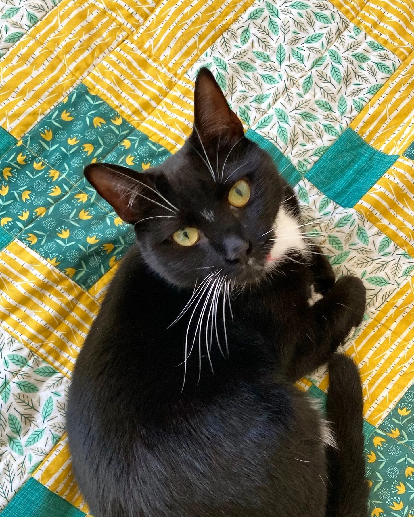 Happy #QuiltCatMondays! Lyra is a big fan of this particular quilt, which also just happens to be my first ever quilt: a king size disappearing nine patch. Believe it or not, 100+ quilts later and it&rsquo;s still one of my favourites too and it&rsqu