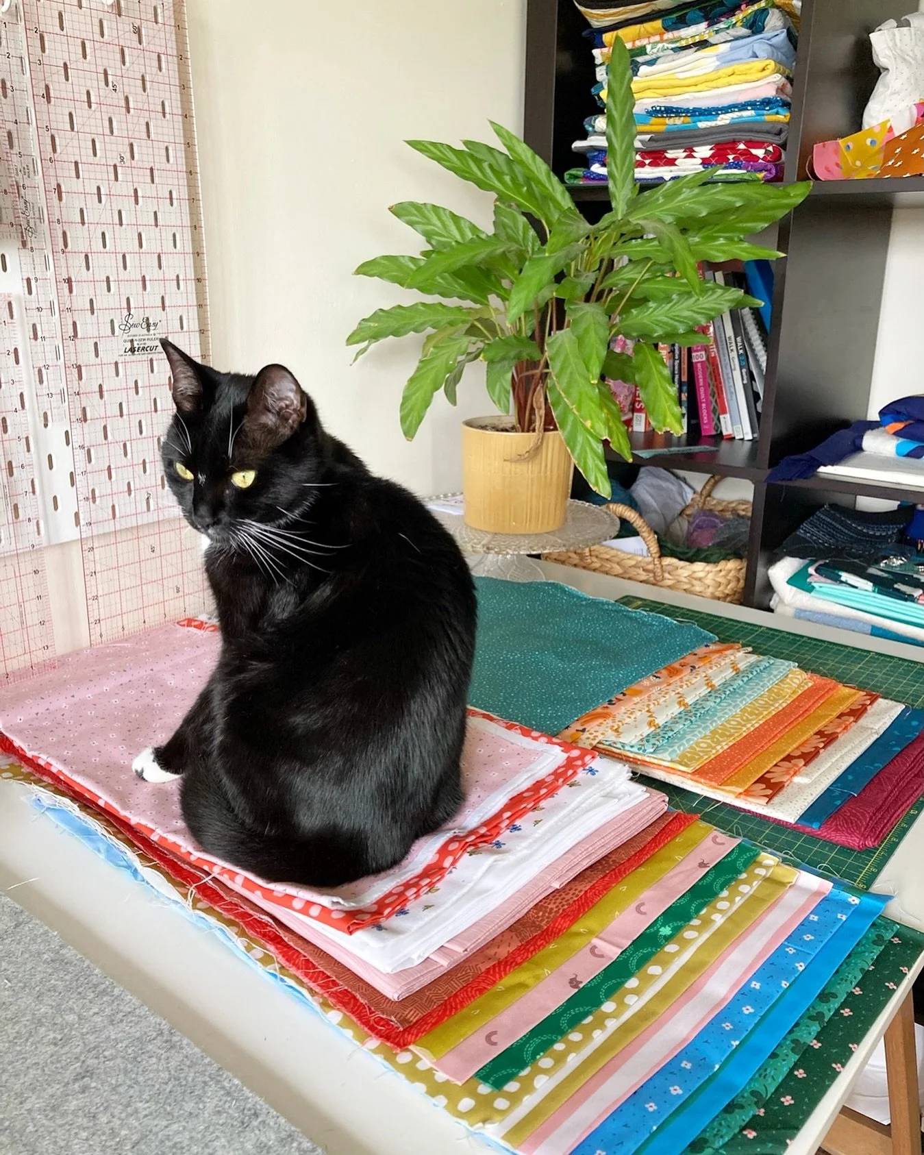 I&rsquo;m throwing it back to Lyra&rsquo;s look of alarm/panic when I last tried to start two projects at once for this week&rsquo;s #QuiltCatMondays post! I&rsquo;m very much a one at a time quilter, and having multiple projects on the go usually ju