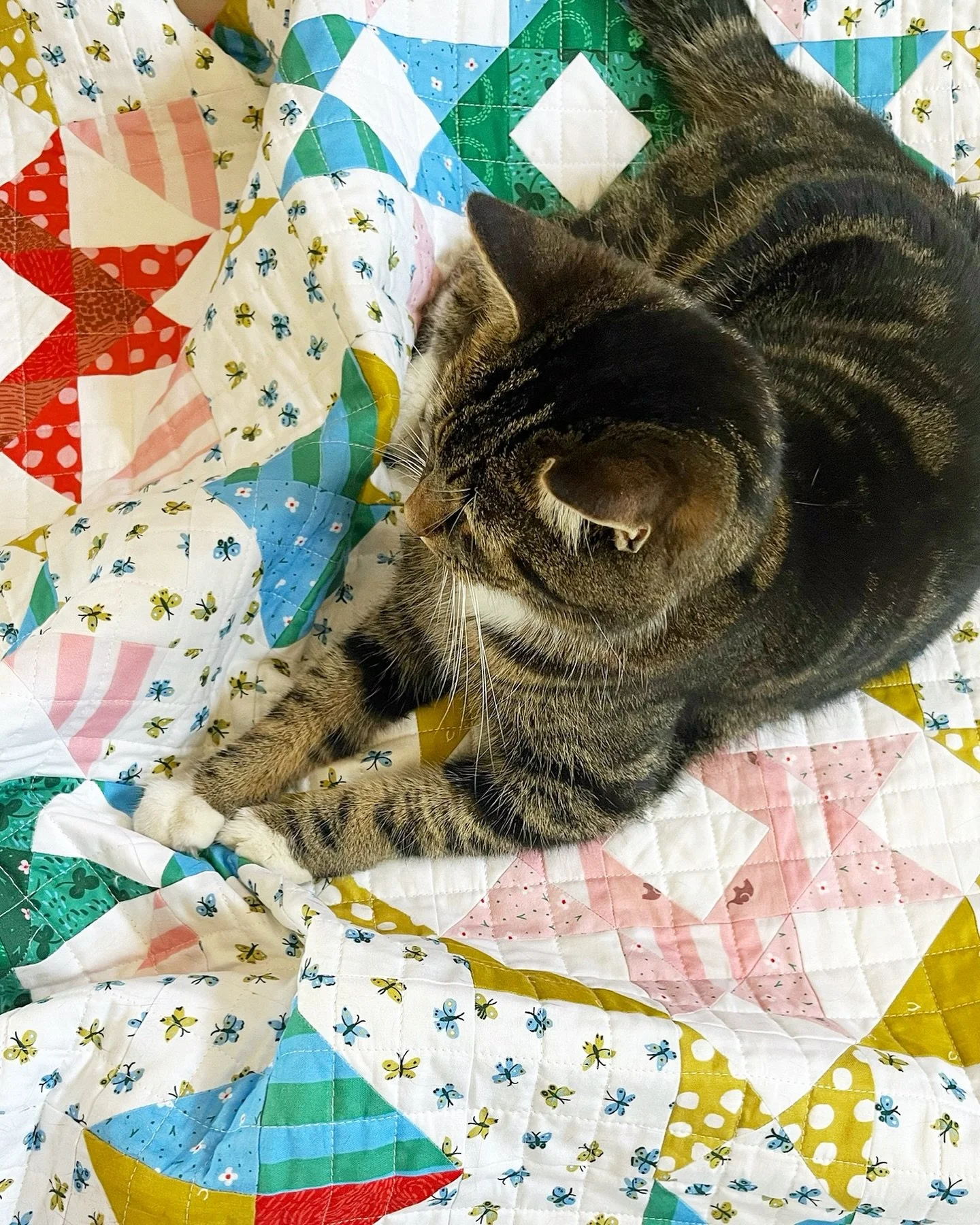 Oh to be a cat on a quilt on a cold winter day! While the UK weather isn&rsquo;t as bad as the other side of the pond, it&rsquo;s still pretty cold and all I want to do is curl up with a quilt like Aurora.
Cat approved quilt of the week is my scrap f