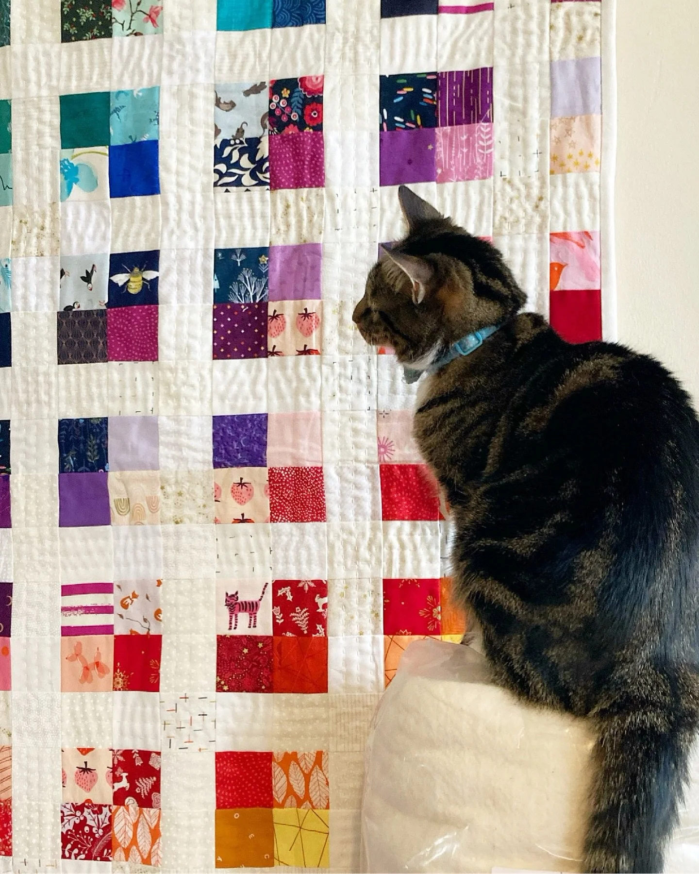 There&rsquo;s no harsher quilt critic than your cat! Happy #QuiltCatMondays 😸
Don&rsquo;t forget to share your own feline friends on your quilts and tag me so I can see the cuteness!
#CatsOnQuilts #QuiltCat #SewTheRainbow #CaitLisleDesigns