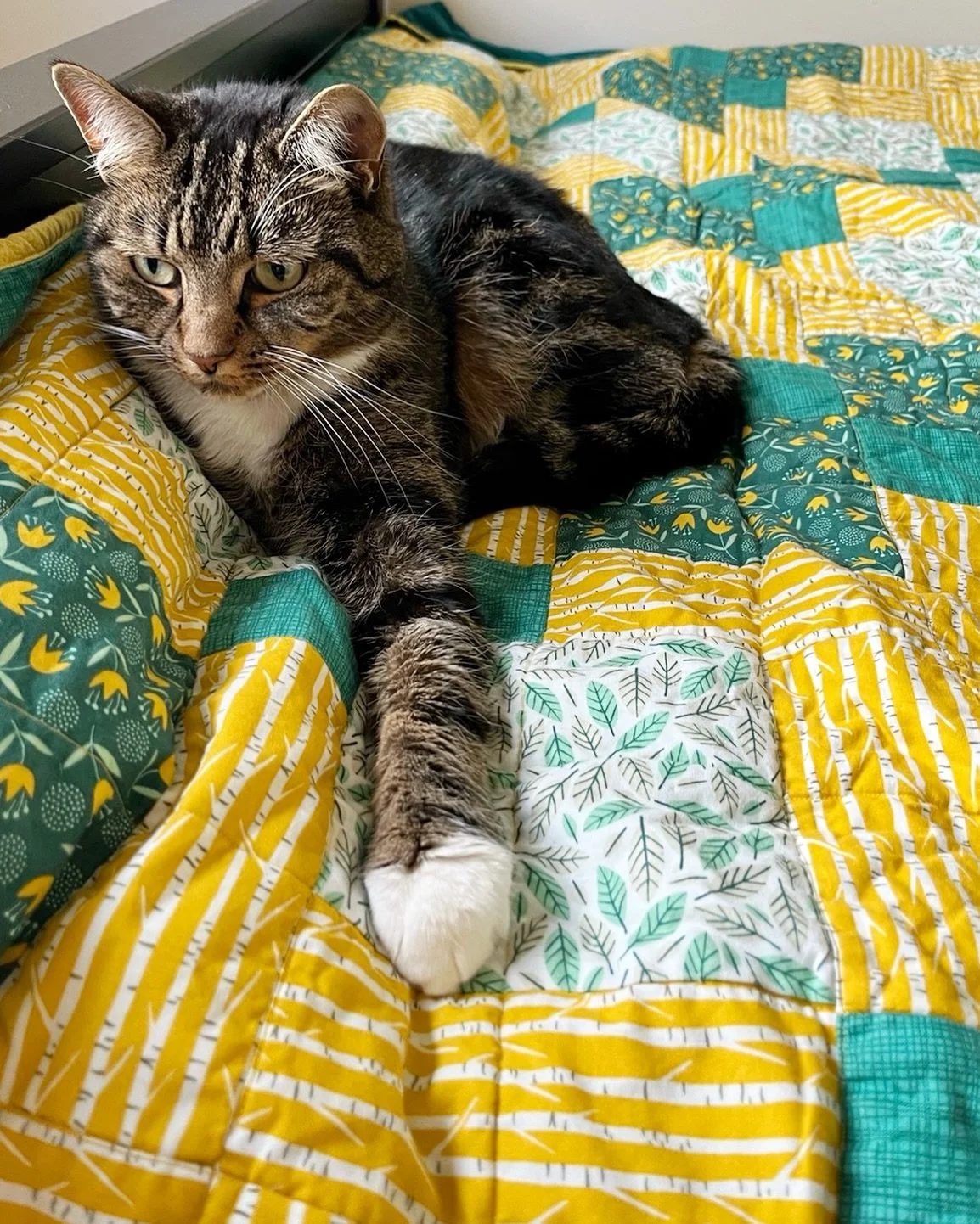 In a happy overlap with #QuiltCatMondays, day 2 of #IGQuiltFest2026 is first quilt so here&rsquo;s Aurora being very possessive of the first quilt I ever made! 
✨
My first foray into quilting was a Queen sized Disappearing Nine Patch quilt - apparent