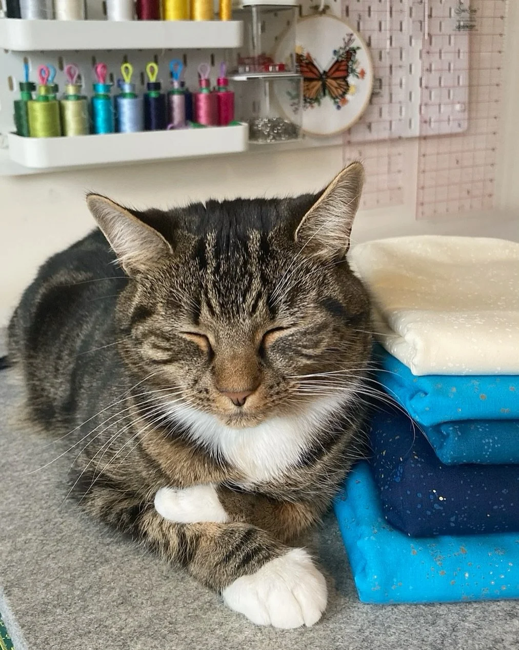 Fabric pull approved! After a busy weekend full of fun and laughter with friends, I&rsquo;m rather jealous of Aurora being able to simply fall asleep on a pile of fabric while I&rsquo;m back working hard at my computer instead of sewing. Oh to be a s