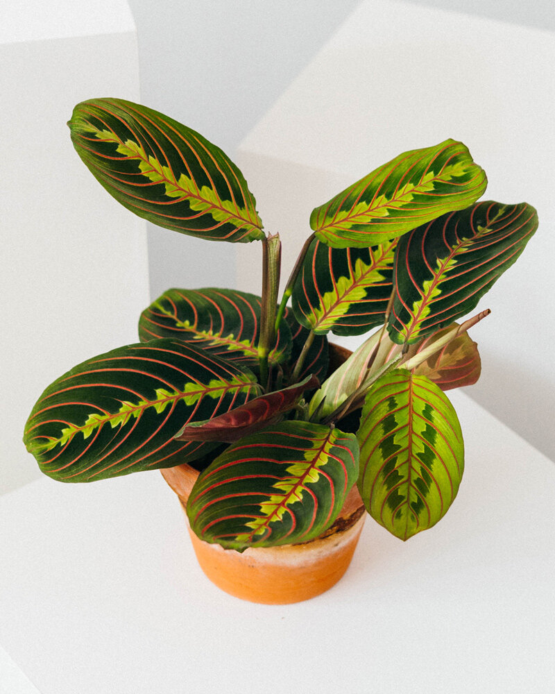 marantatricolor.jpg