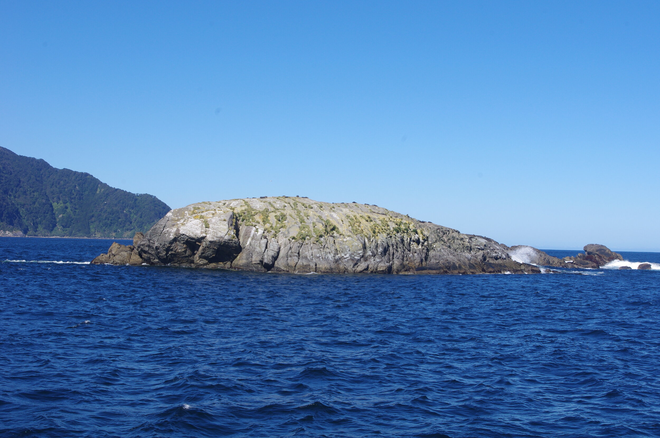 A fur seal colony
