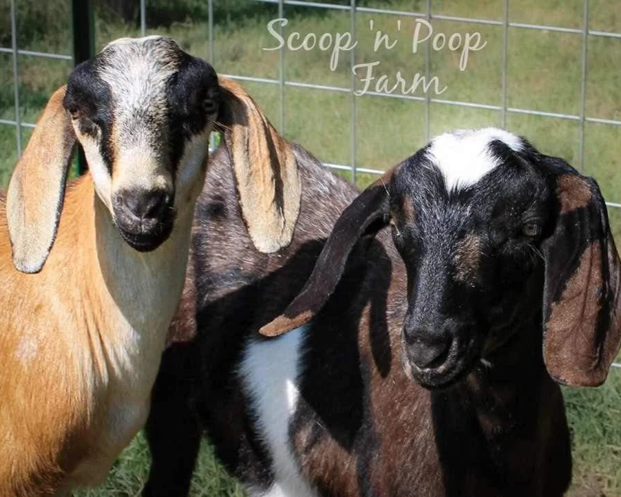 “My Favorite Farm Essentials: Must-Have Tools and Supplies