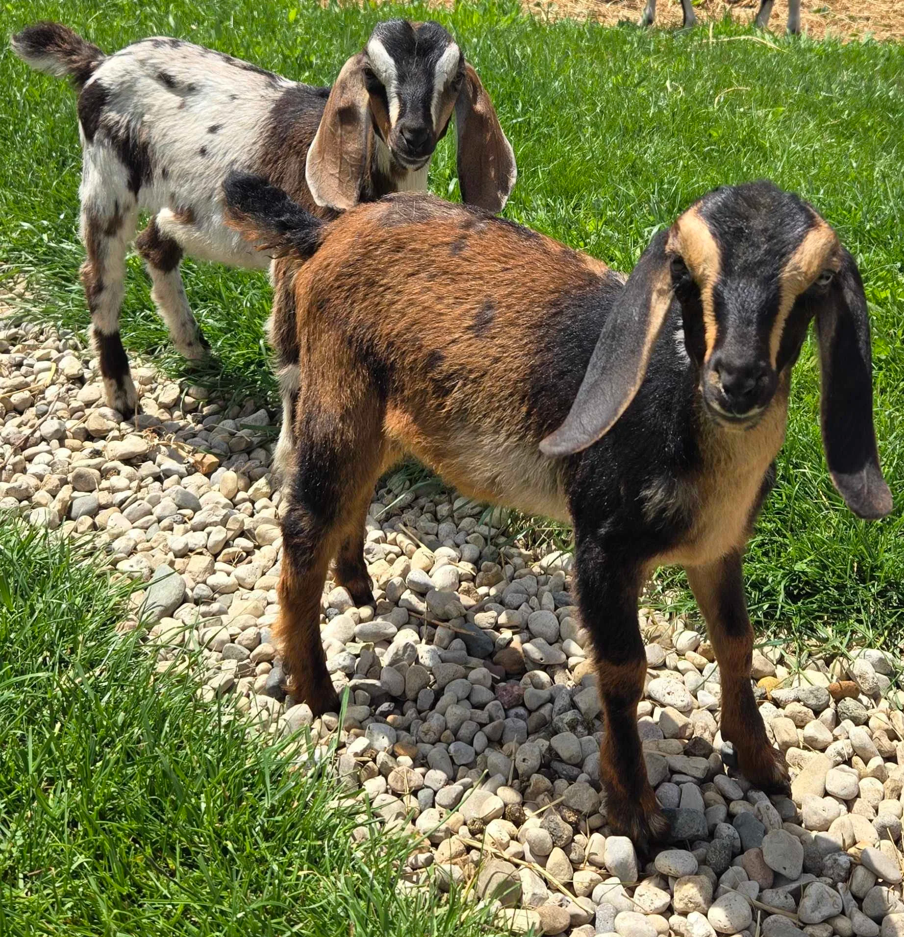 Whether you Need a Wether -