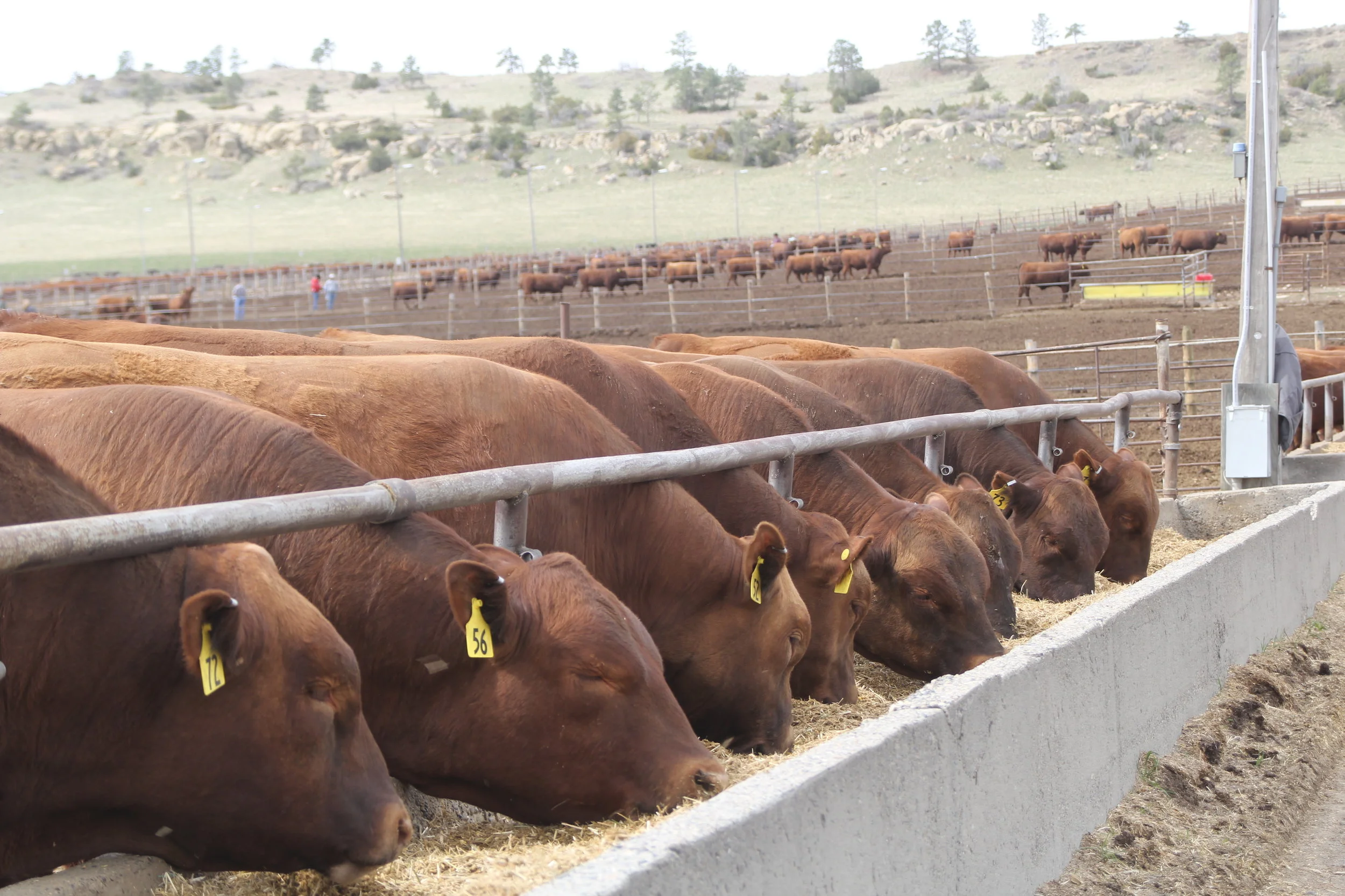 Weschenfelder Feedlot Steers at the Bunk.JPG