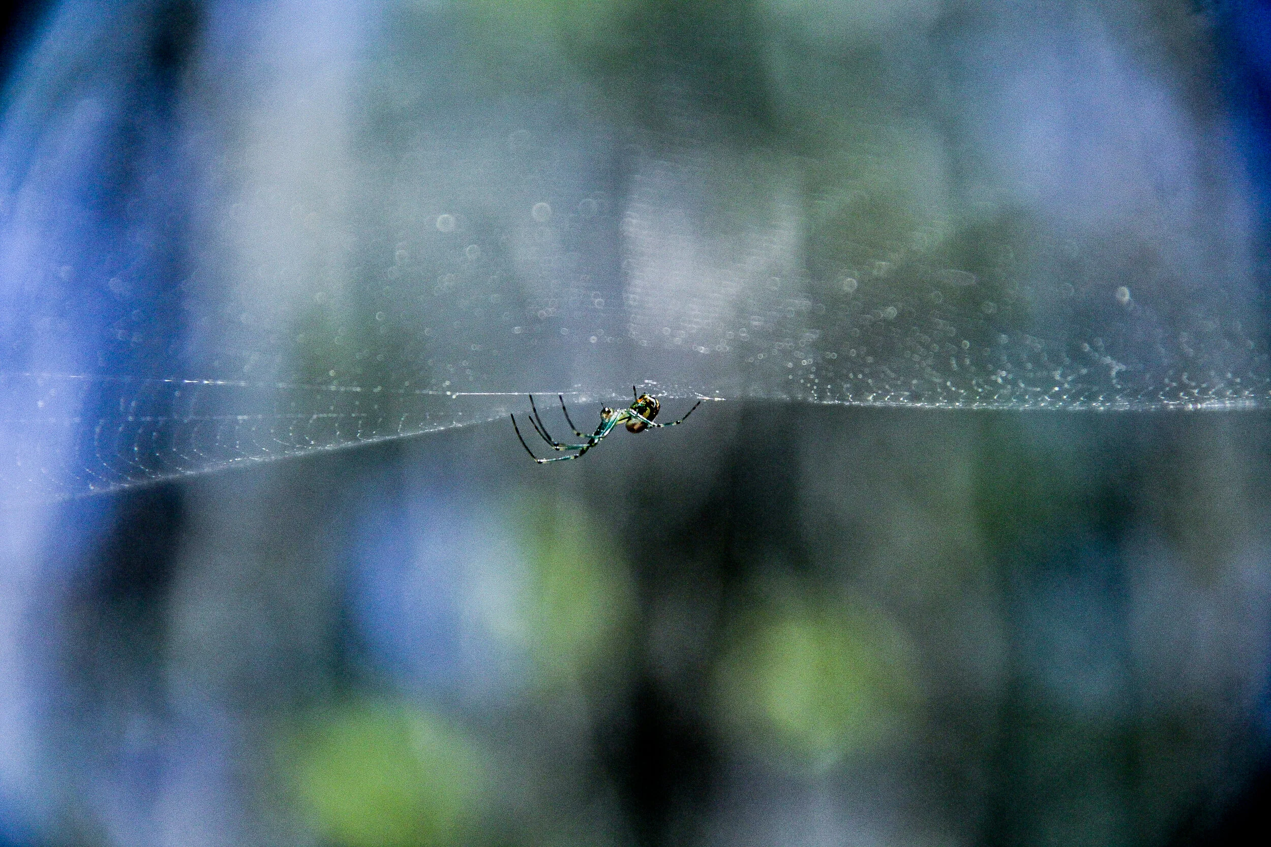 sheesh (10 of 26).JPG