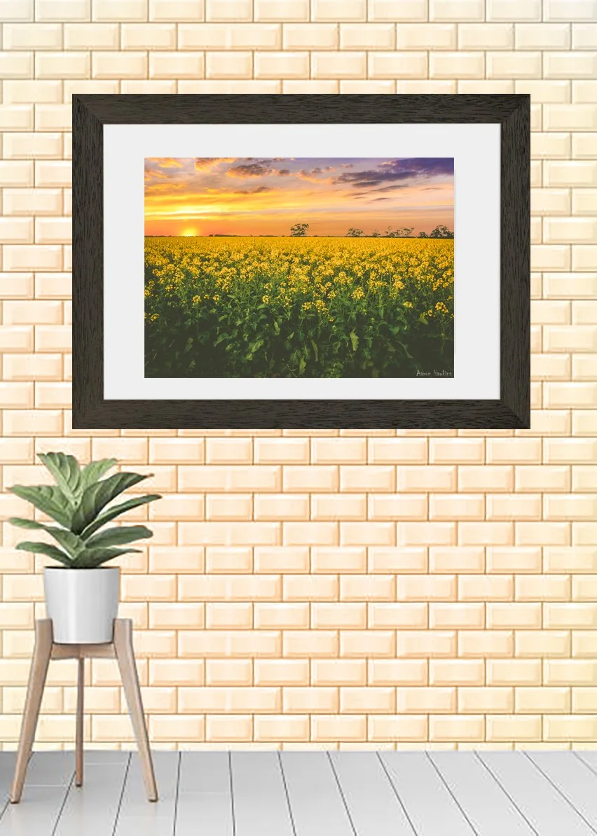 Canola Print.jpg