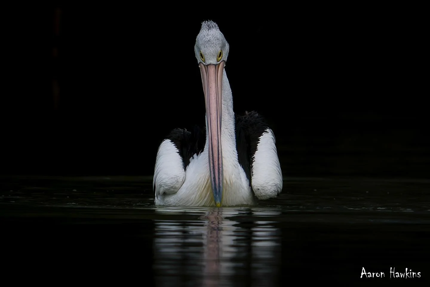 Pelican party 🪶🎉

With so many pelicans around at the moment I took the chance and sat Wentworth watching the locals flap, fuss and fight. While from afar they look like a floating comedy act, up close it&rsquo;s serious business. Every fish and pr