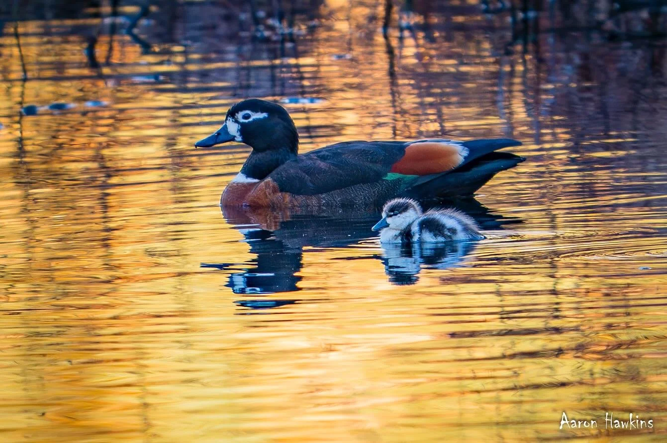 Spring 🦆

The local Australian Shelduck family has some new additions to show off. They hid until it was nearly dark when I captured these so it was a challenge! How bloody adorable are they though! So cool 🤩

#duck #wildlife #nature #spring