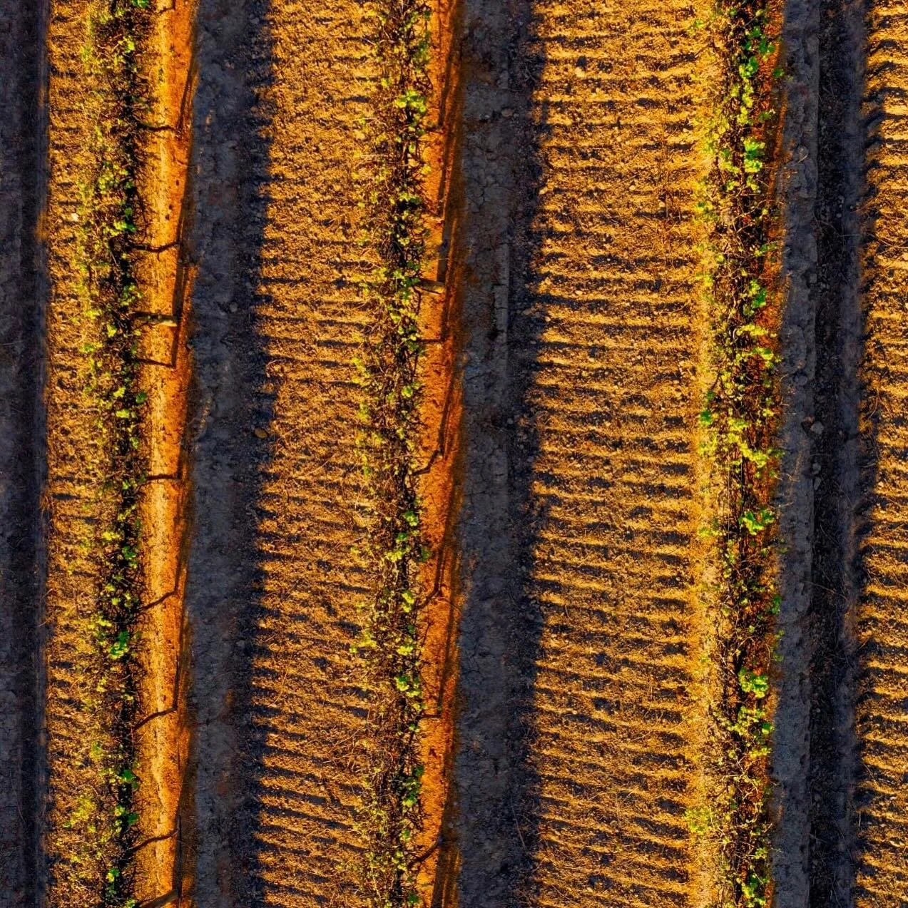 First Life 🌱

And just like that the vines burst into life! After a season of well earned rest after providing grapes that we get to enjoy in various forms, like magic they burst into life colour and life. Mildura is surrounded by these amazing vine
