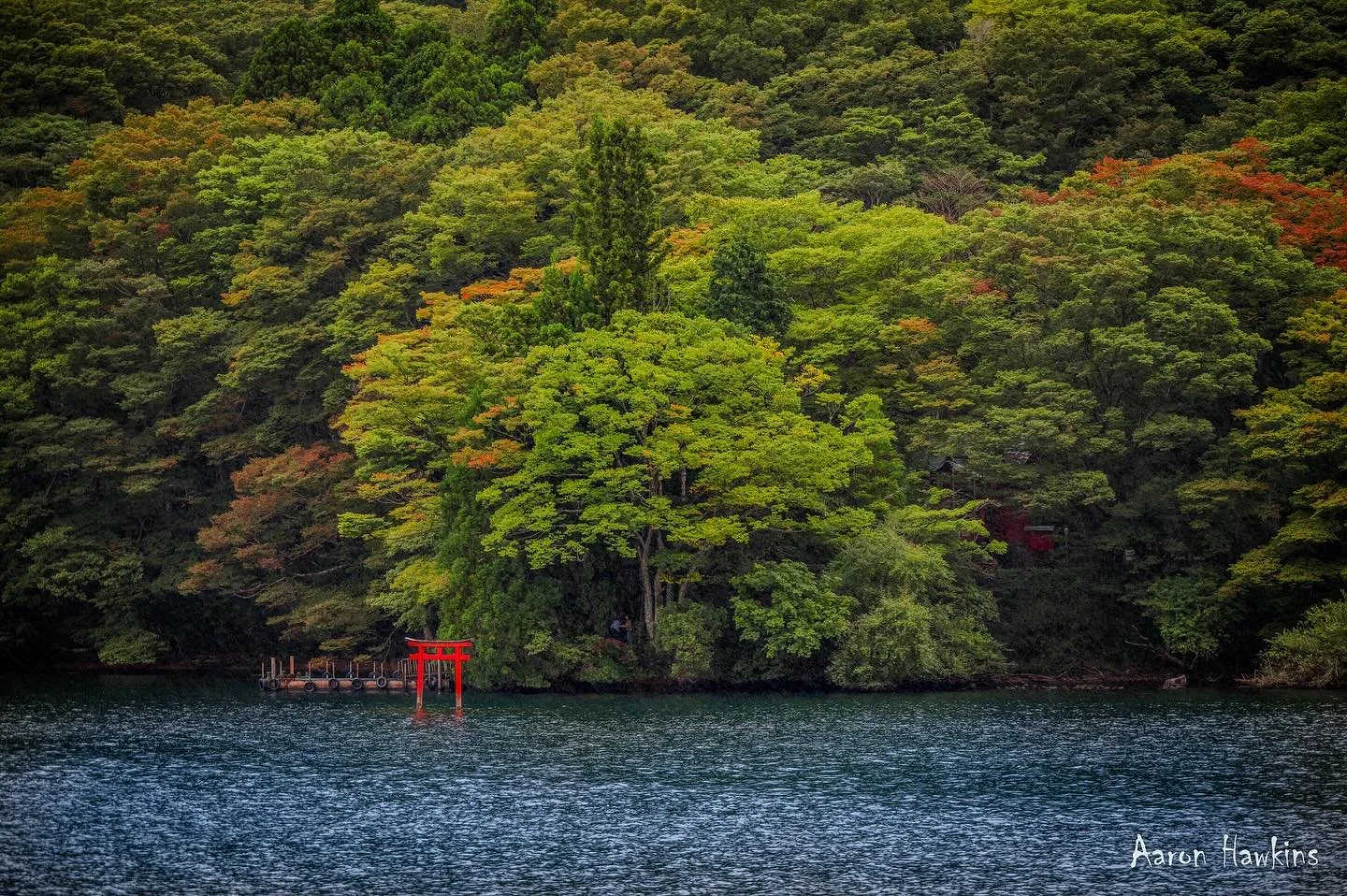 Lake Ashi ⛩️🌊

The first of the autumn colours are as striking as the red gate of the Kuzuryu-Jinja shrine against the lush green backdrop! There were so many amazing scenes with such scale on our cruise in Hakone. There are a few gems standing out 