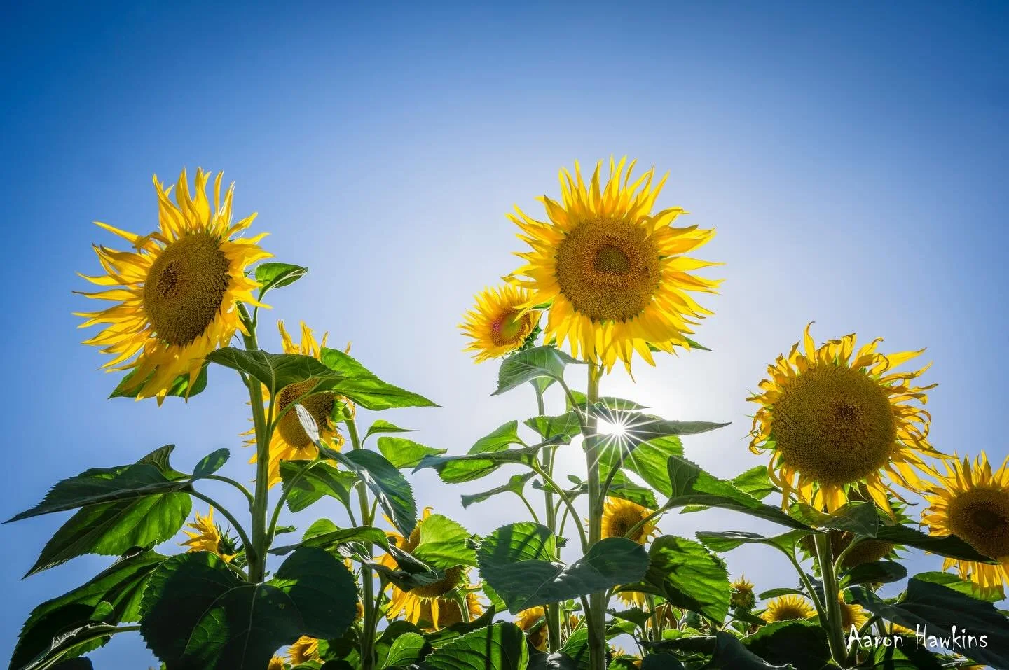 Sunflower Magic 🌻☀️

Loved checking out our latest local portal to the sun! @irymplesunflowers is definitely turning it on! What a cool space. Hope you like my snaps, but make sure you check it out yourself 🤩