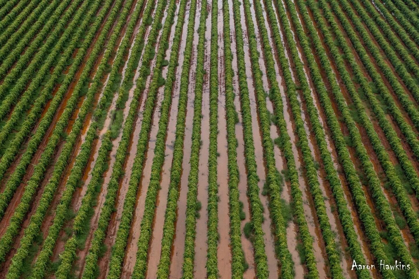 Waterlogged 🌊

As much as we needed the rain, not ideal at all for the grapes growers and associated industry. 90mm at home. A few drone shots show how much water is laying in the vineyards..