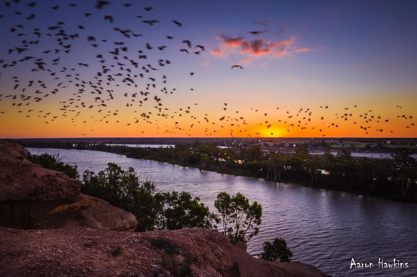 On the wing 🪽 

Hundreds of cockatoos filled the sky while racing home to roost as the sun quickly set. We stopped a few times in the Riverland on our way home on the weekend for some snaps. I was shooting this scene semi long exposure not expecting