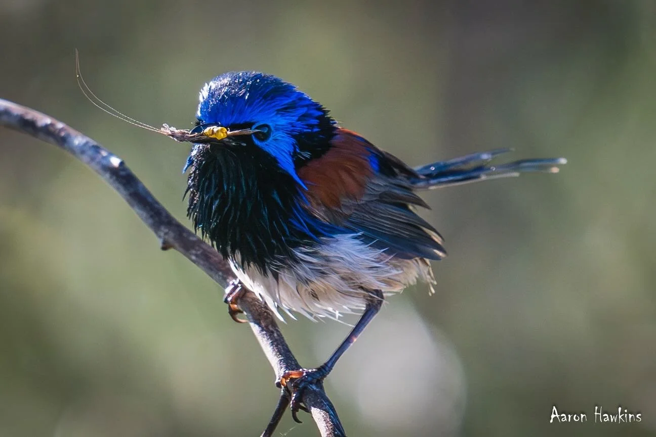 Birdlife at the Billabong 🪶

Been a while since I got any wildlife photos. My big lens was still on from footy yesterday and it was a nice sunny morning so went for a little wander at the billabong. 
🐦Purple Backed Fairy Wren with breakfast 
🐧Aust