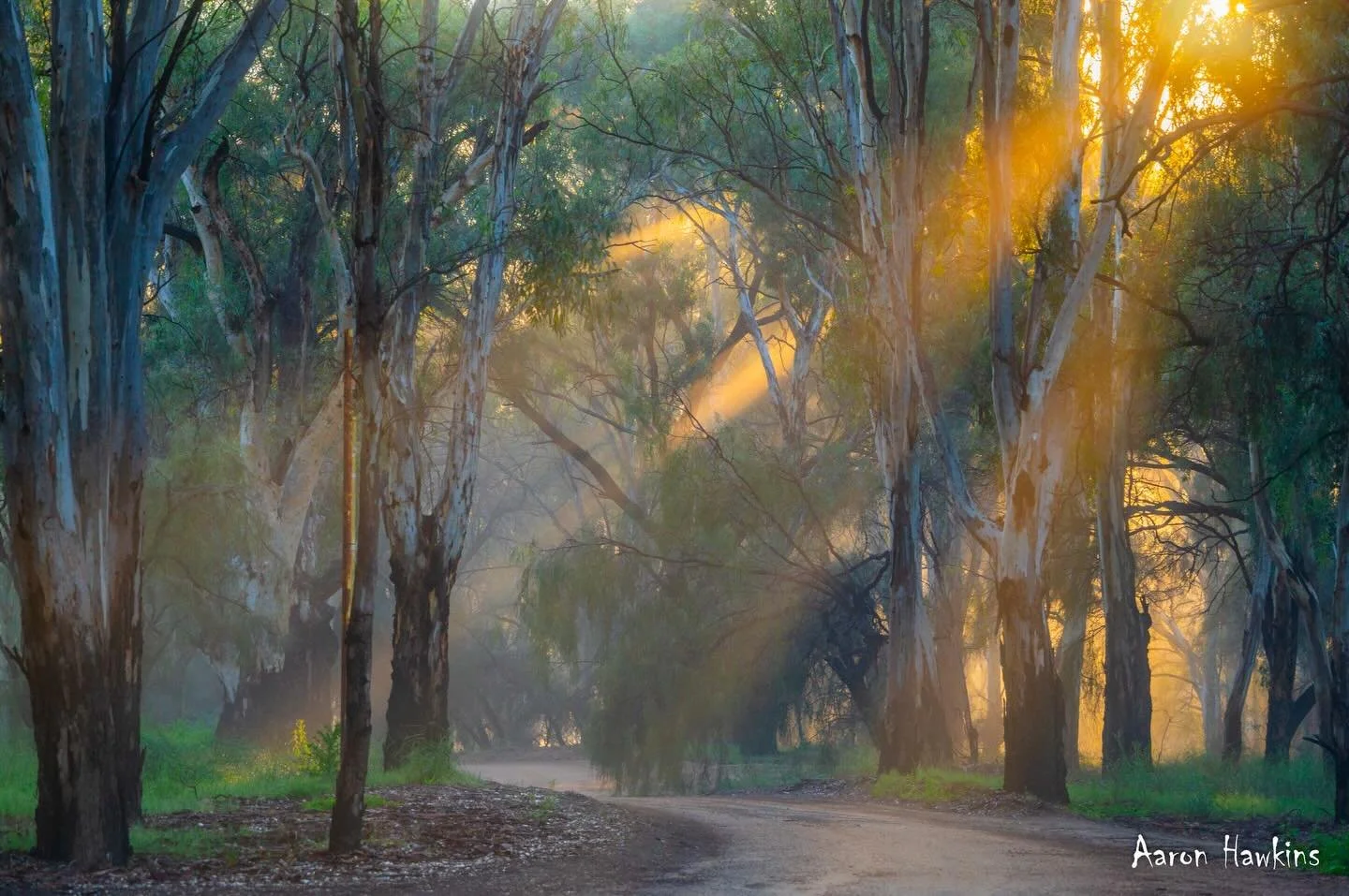 Foggy morning magic 😍

How gorgeous are the majestic river gums in the morning fog. I always think the most magical scene is the moment that the fog lets just a little light through as the sun cuts through. Blessed to live and work with this on the 