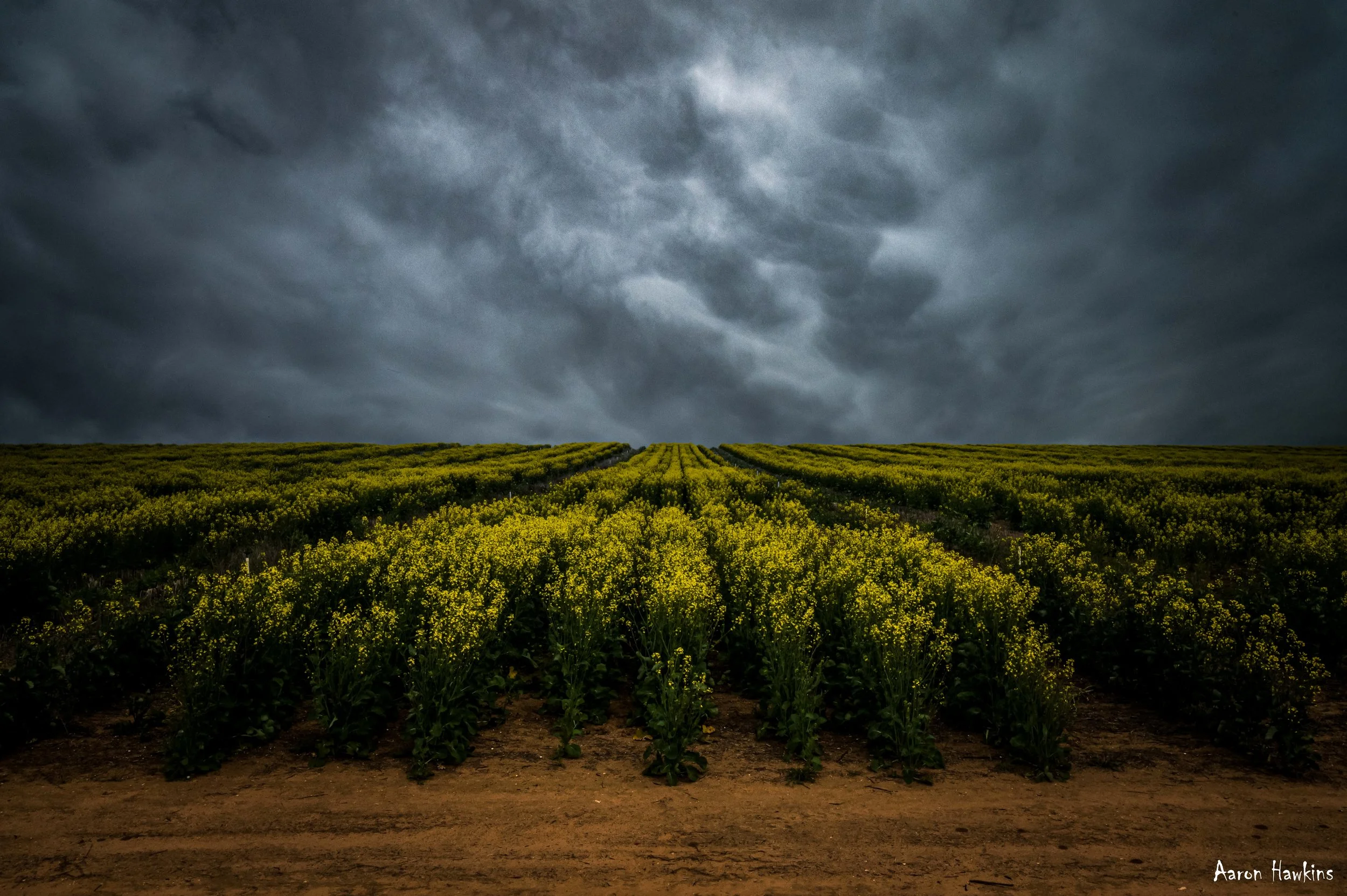 Canola (2).jpg