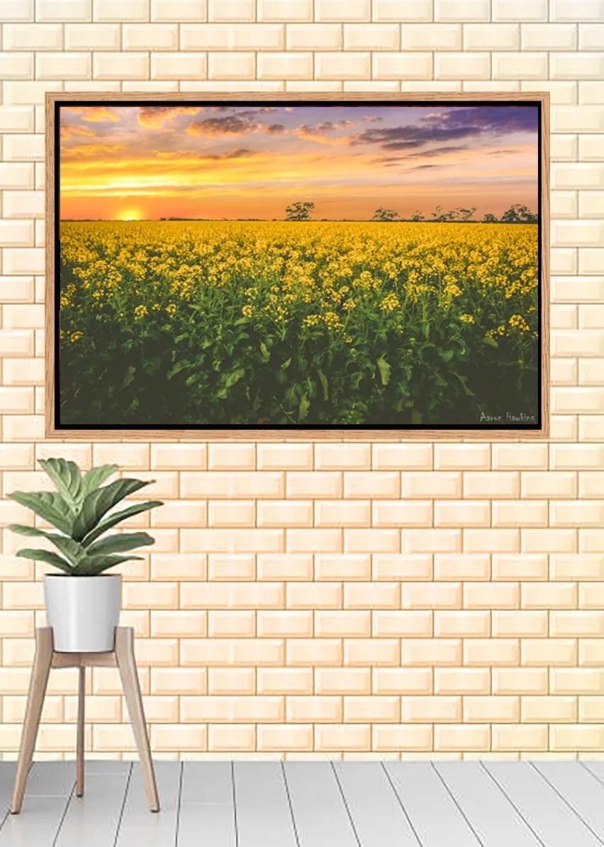 Canola Canvas.jpg