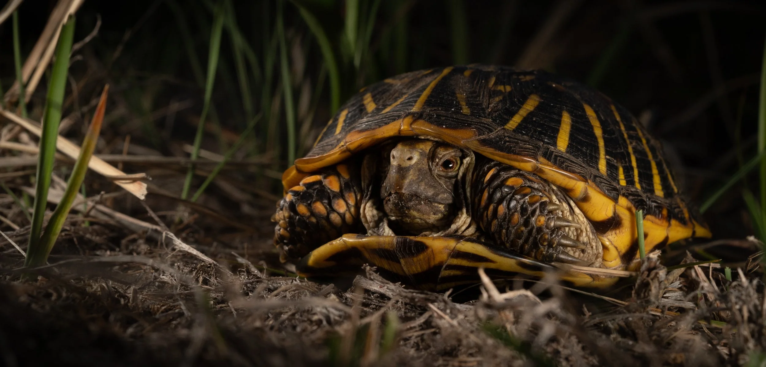 Ornate Box Turtle Sandhills of Nebraska