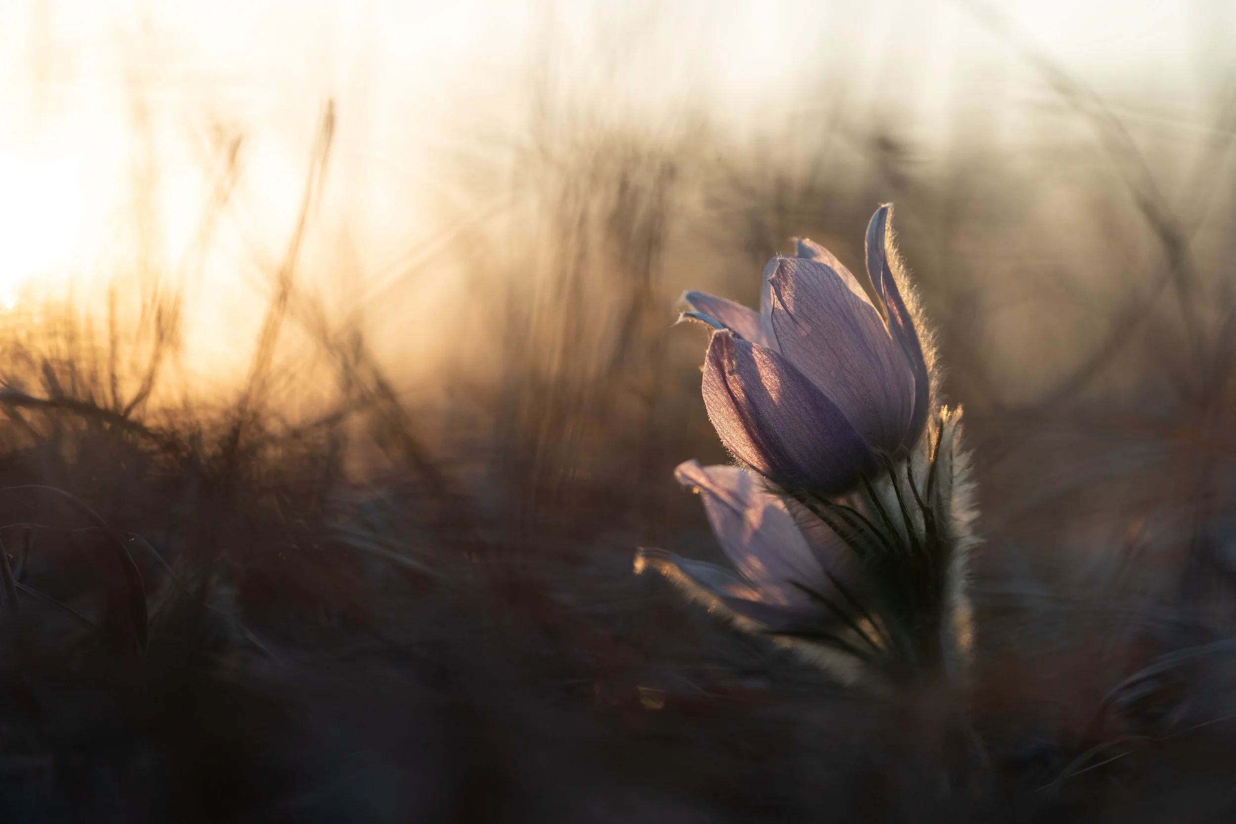 Pasque Flower Harlem Hills