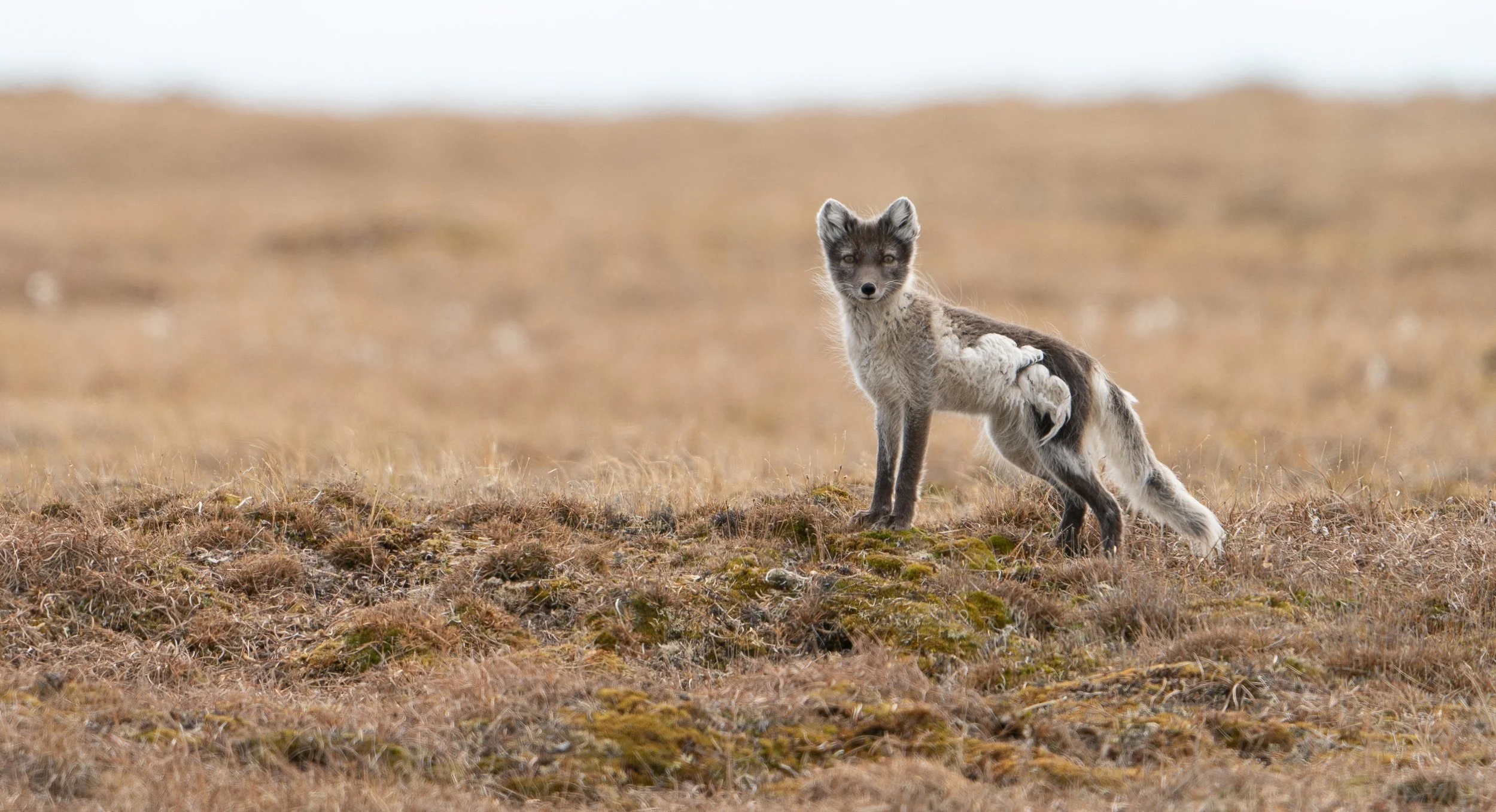 Arctic Fox Barrow, Alaska