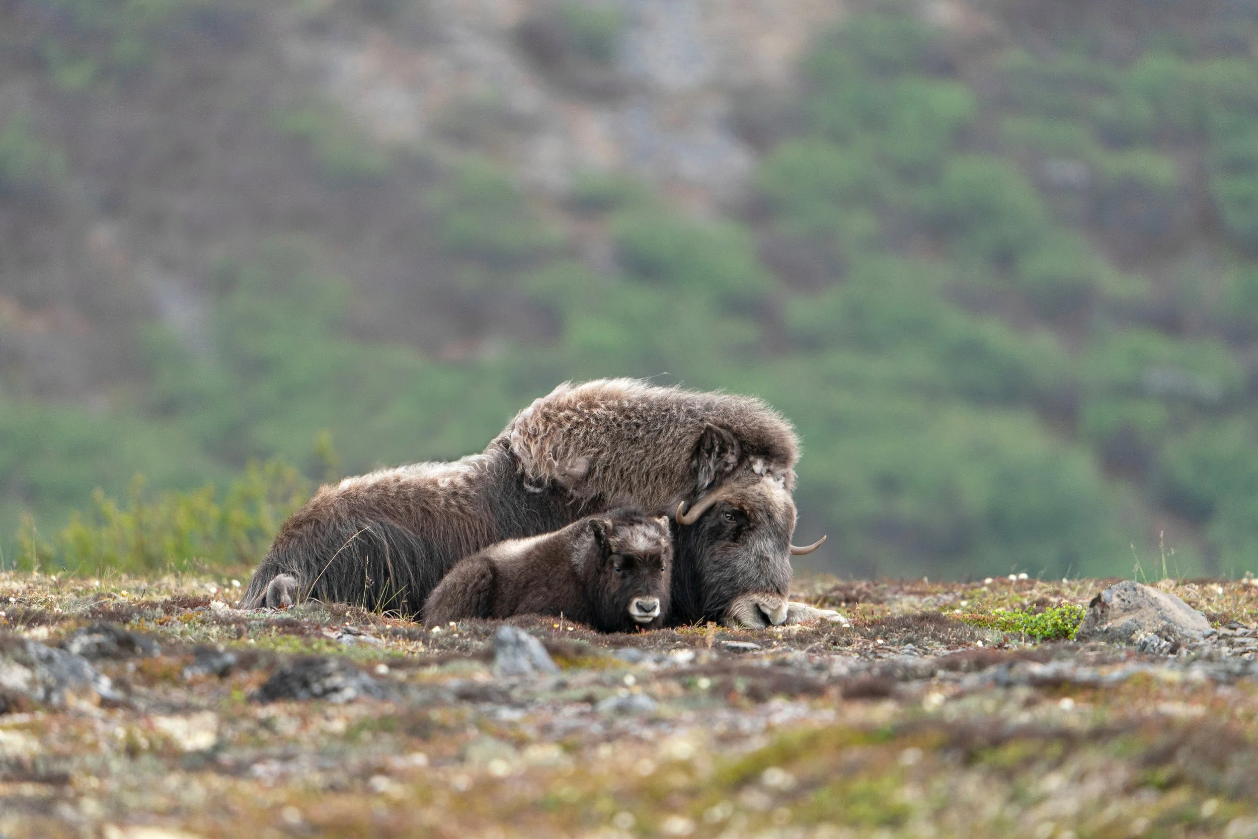 Musk Ox Nome, Alaska
