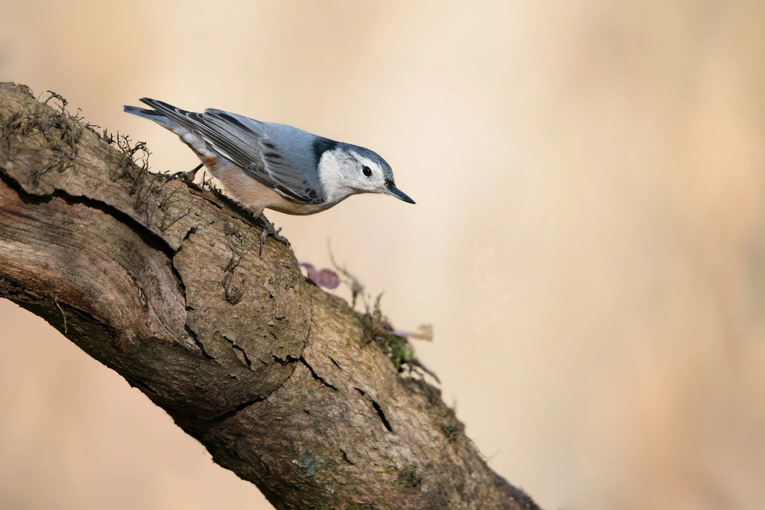 The Clever Climber.jpg