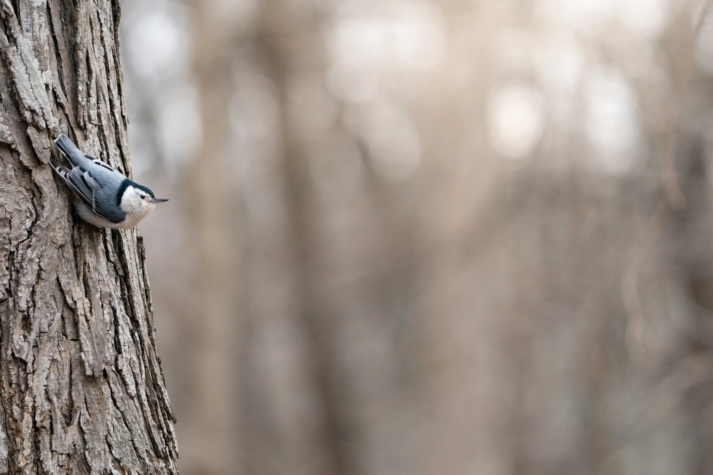 White-breasted nuthatch Private property in Iowa