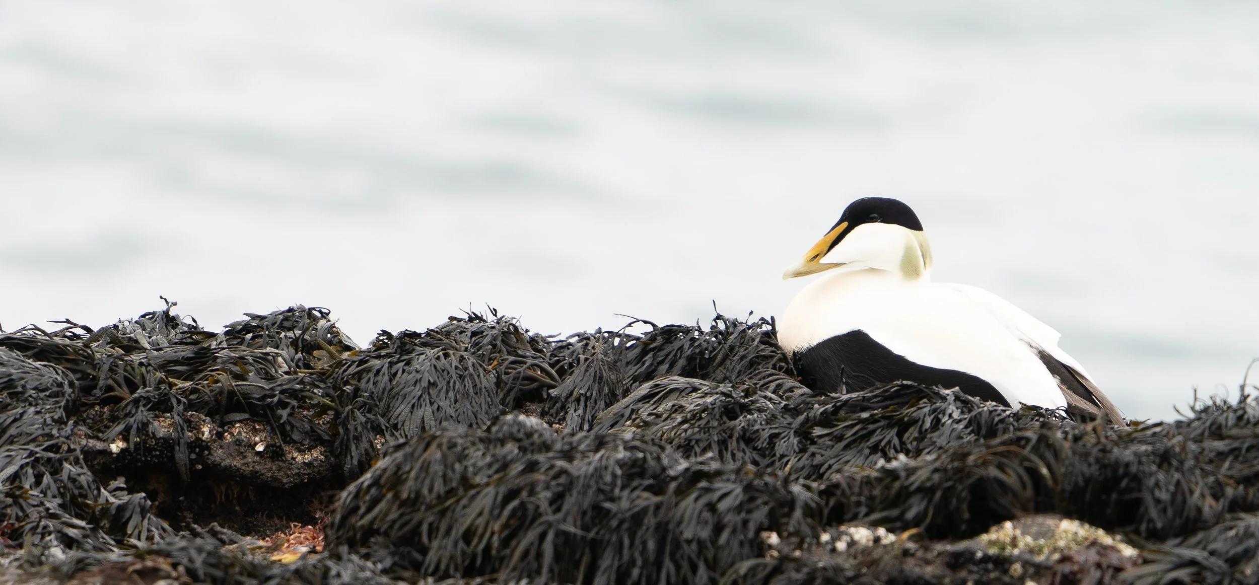 Common Eider Iceland
