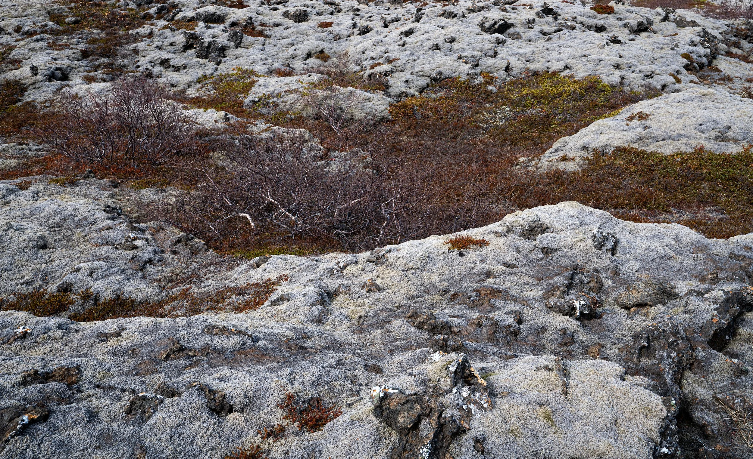 Icelandic Moss