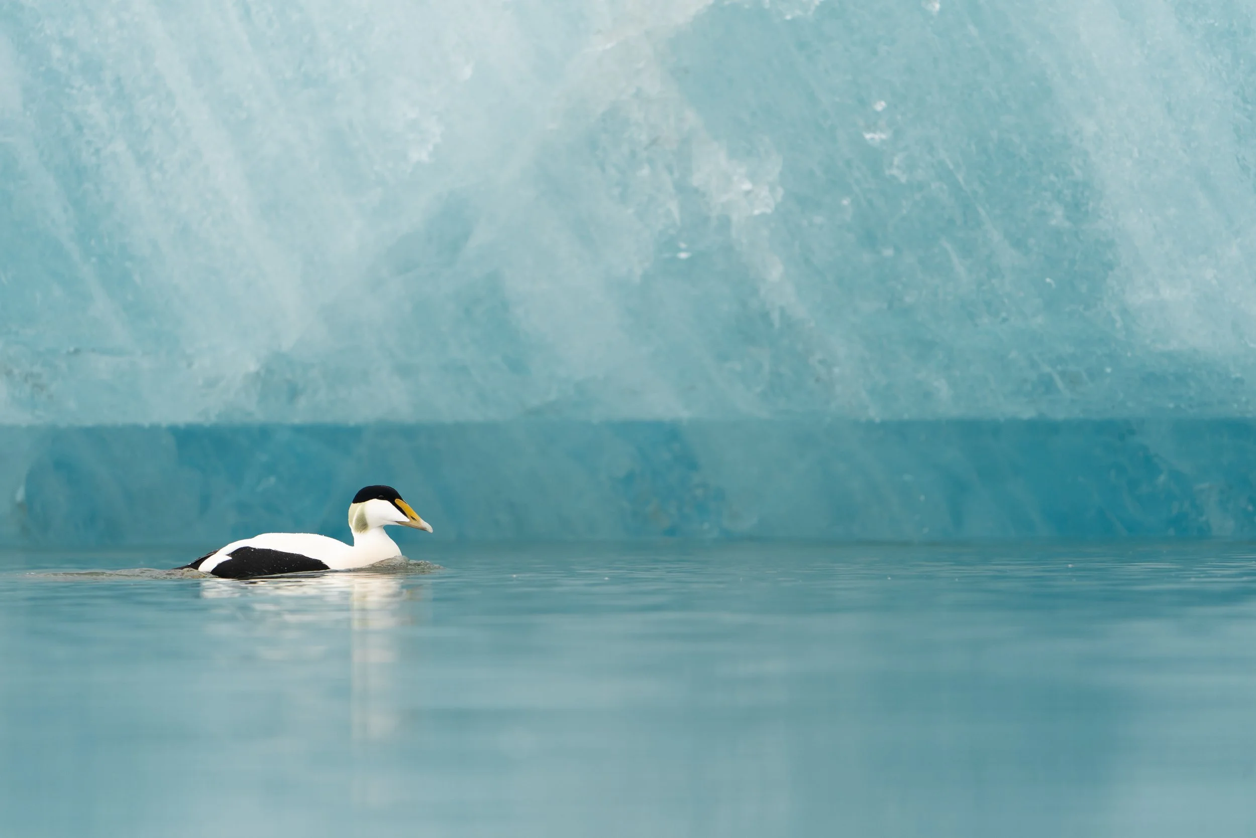 Common Eider Iceland