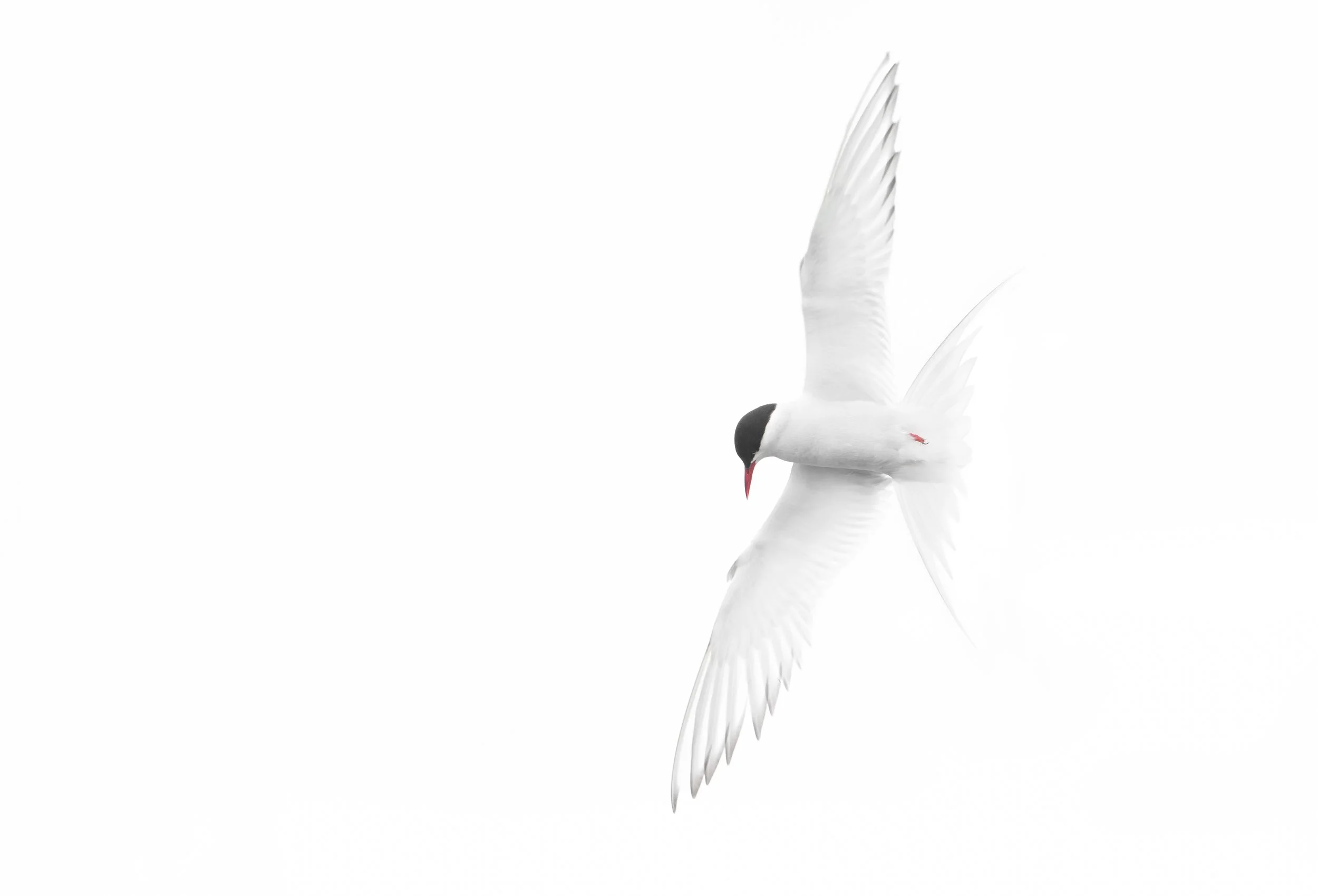 Arctic Tern Iceland