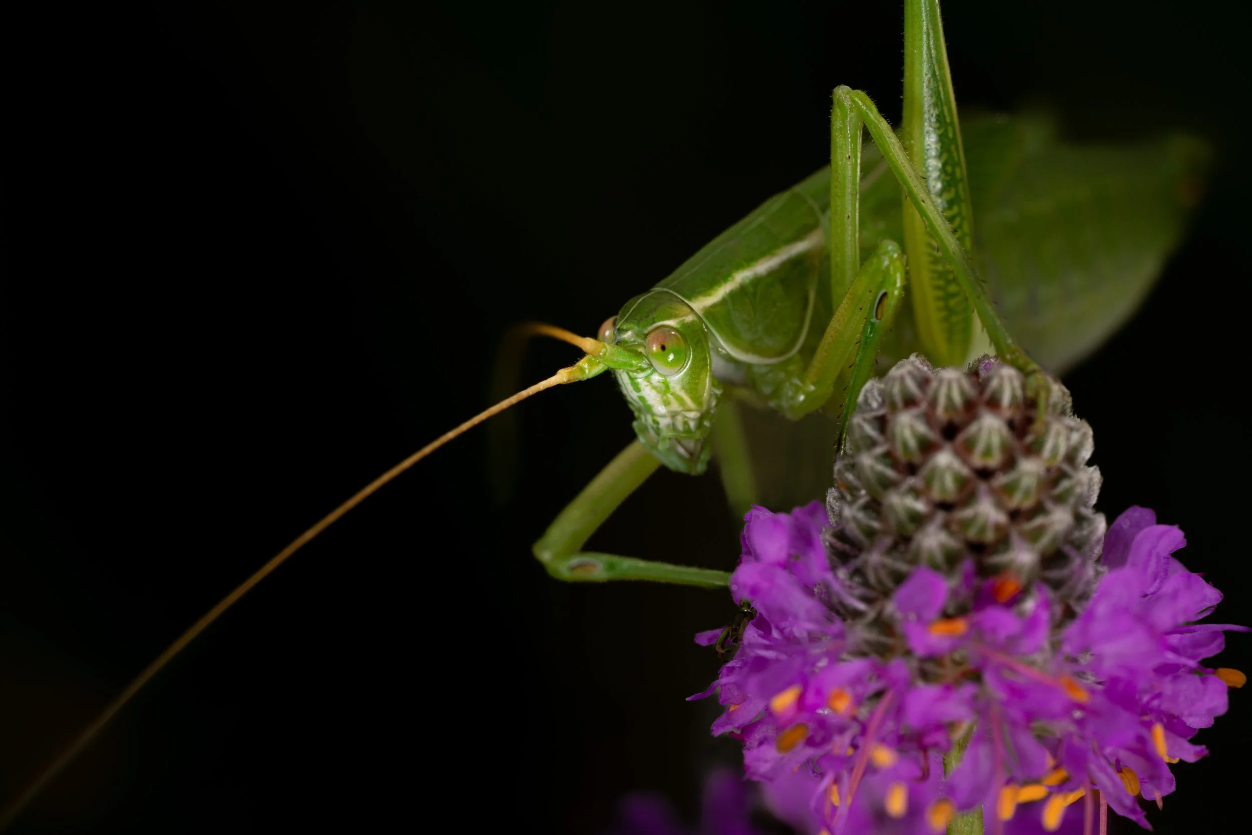 Either a Northern Bush Katydid or a Texas Bush Katydid Deer Run Forest Preserve
