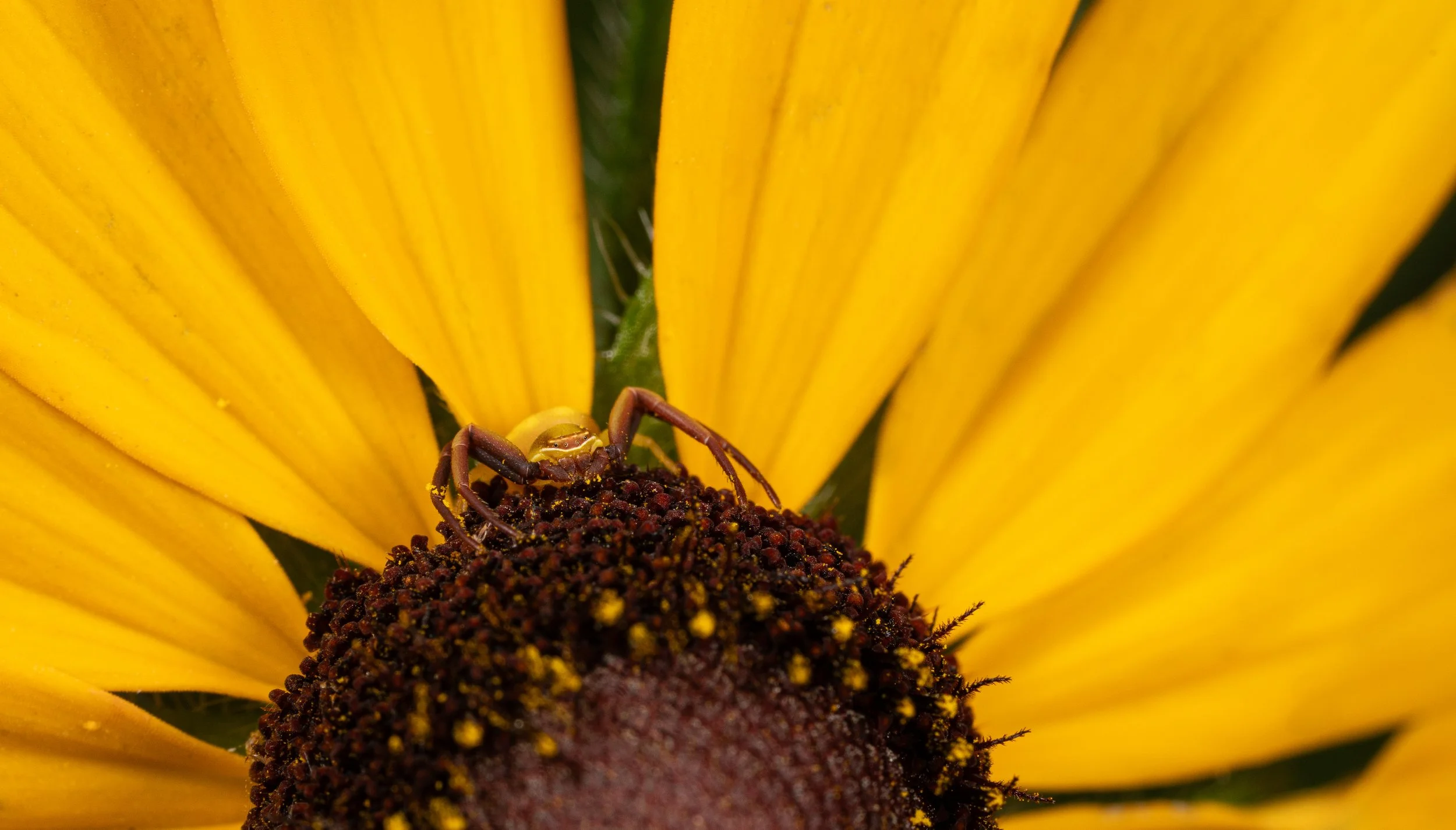 Crab Spider Deer Run Forest Preserve