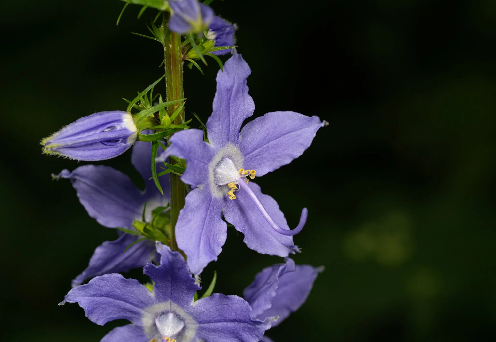 American Bellflower Deer Run Forest Preserve