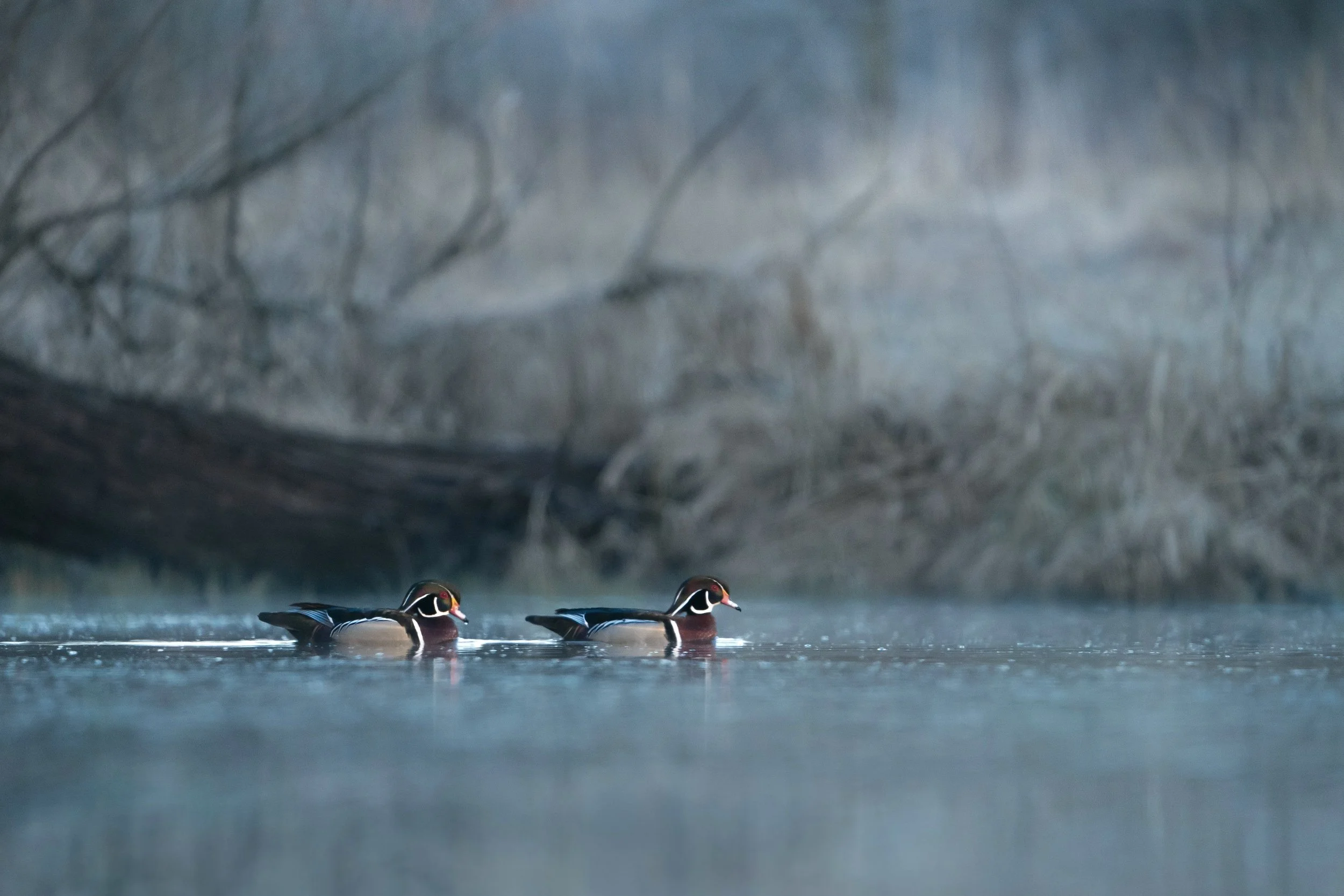 processed__DSC5796 (3).jpg